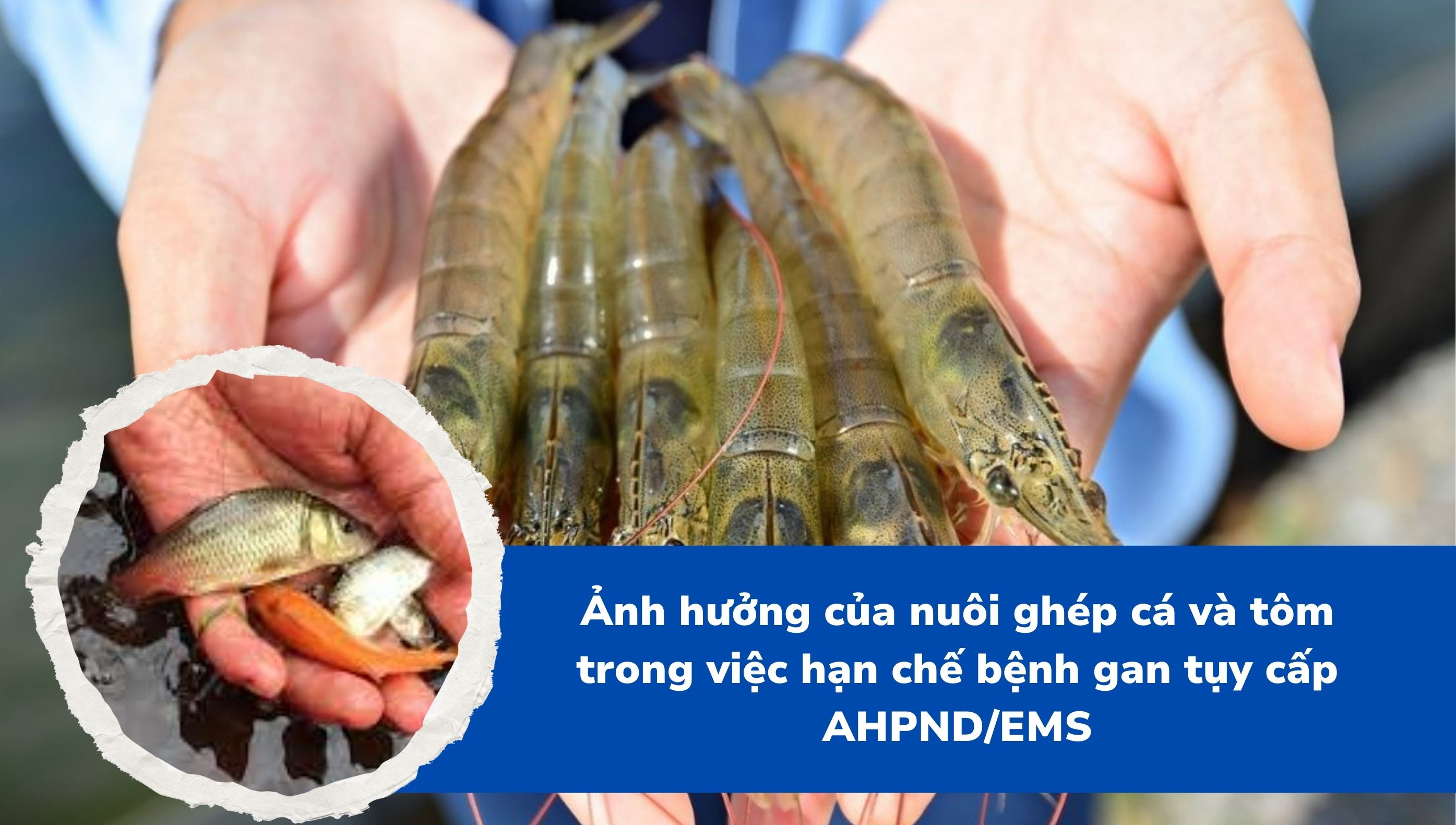 Ảnh hưởng của nuôi ghép cá và tôm trong việc hạn chế bệnh gan tụy cấp AHPND/EMS