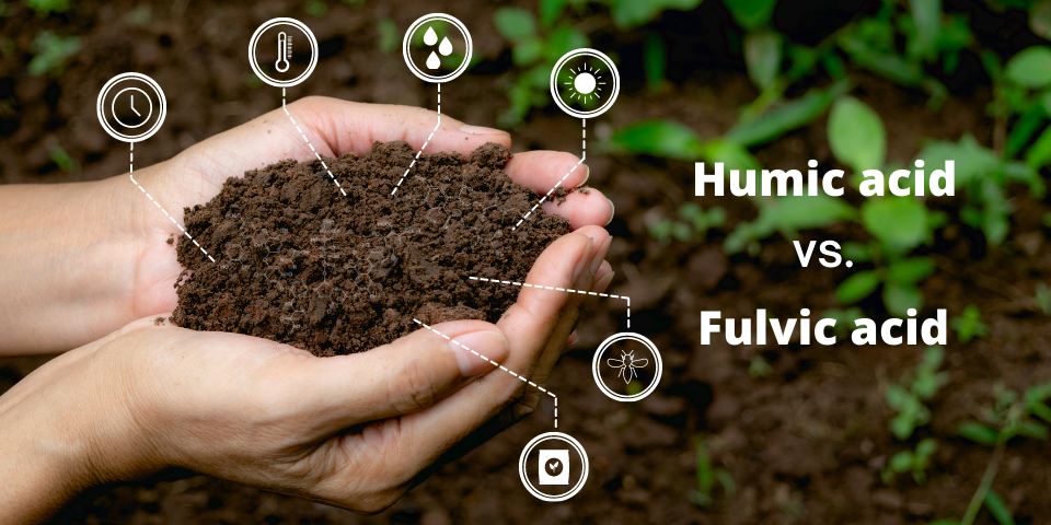 Fulvic acid và Humic acid chứa nhiều nhóm chức Carboxyl (-COOH) và Phenol (-OH)