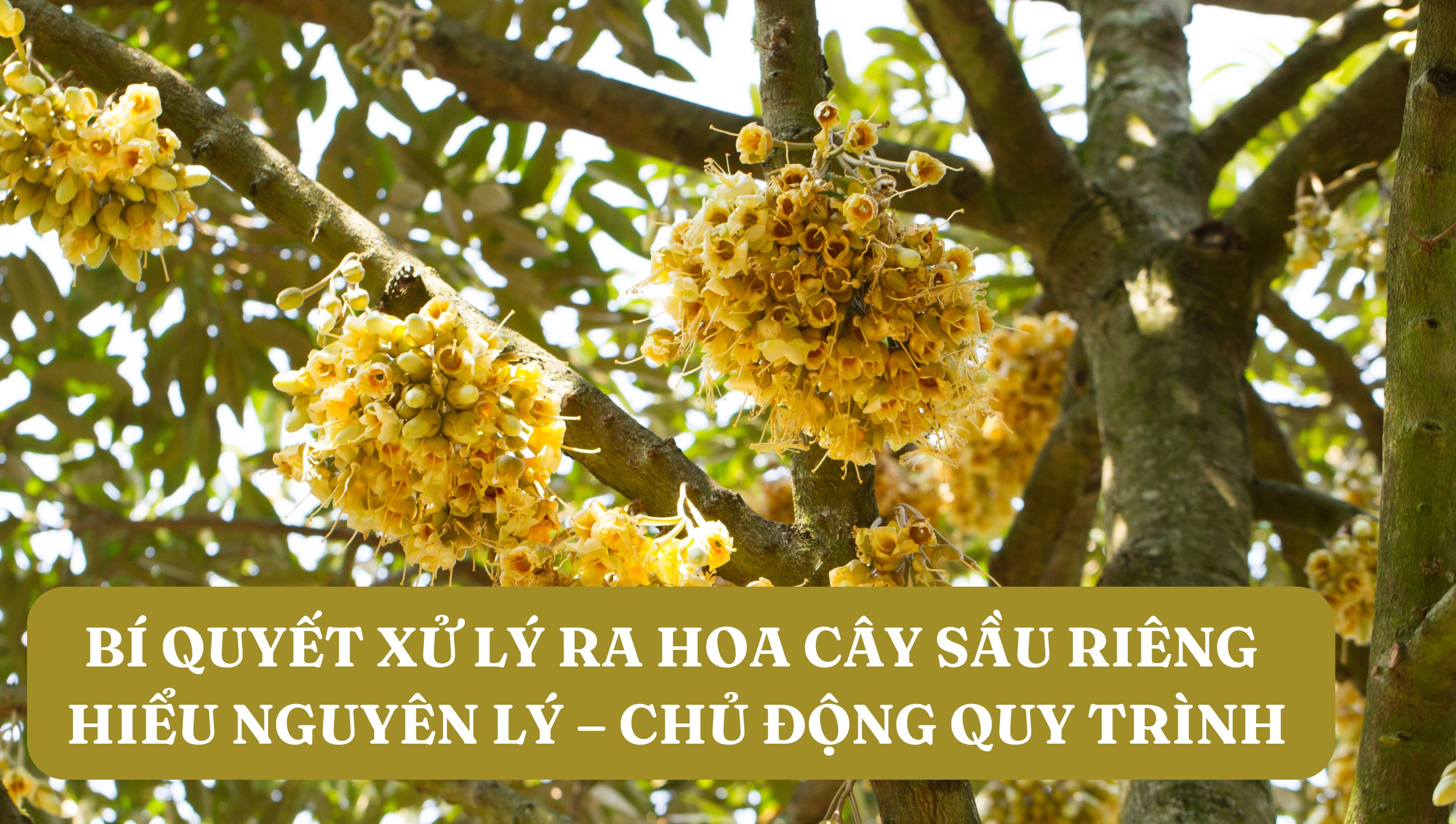 BÍ QUYẾT XỬ LÝ RA HOA CÂY SẦU RIÊNG