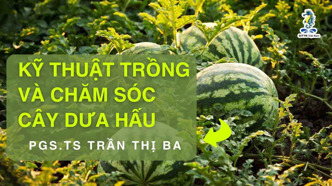 Học Viện Kiến Thức (Sitto Academy) - Kỹ thuật trồng và chăm sóc cây dưa hấu