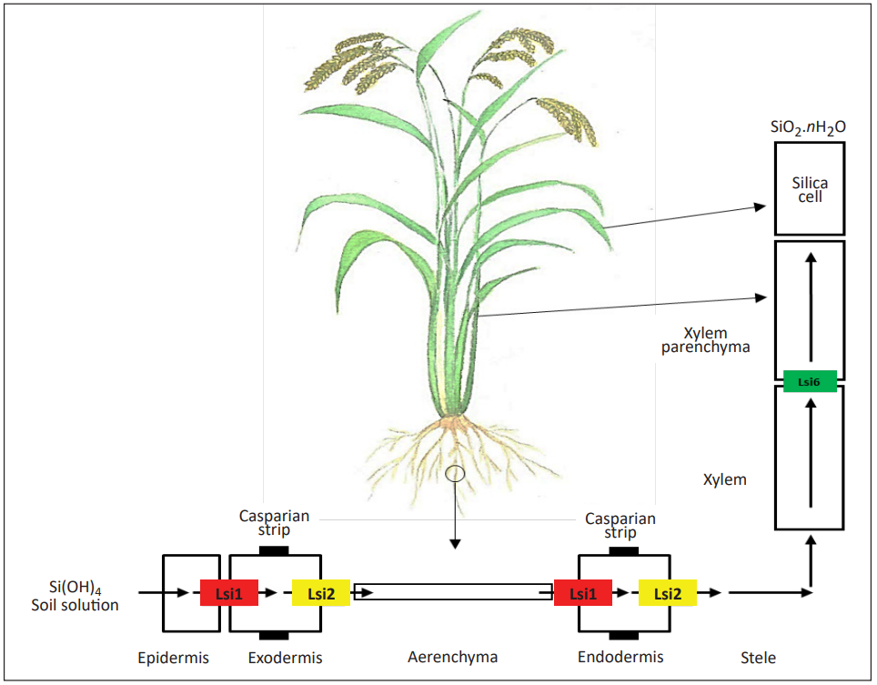 (Hình 1. Cơ chế hấp thụ, vận chuyển và tích luỹ Si của cây lúa)