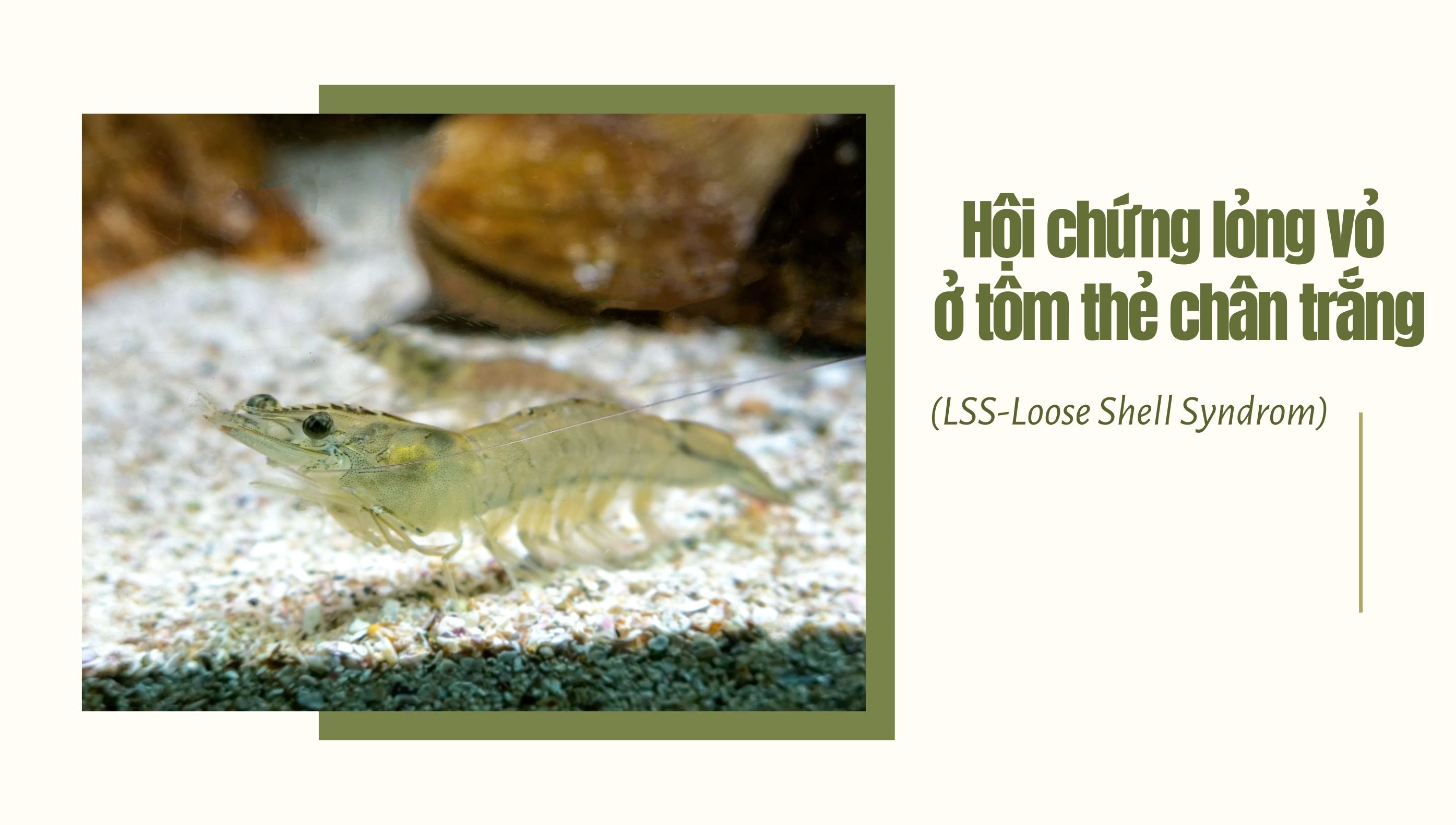 Hội chứng lỏng vỏ ở tôm thẻ chân trắng - (LSS-Loose Shell Syndrom)