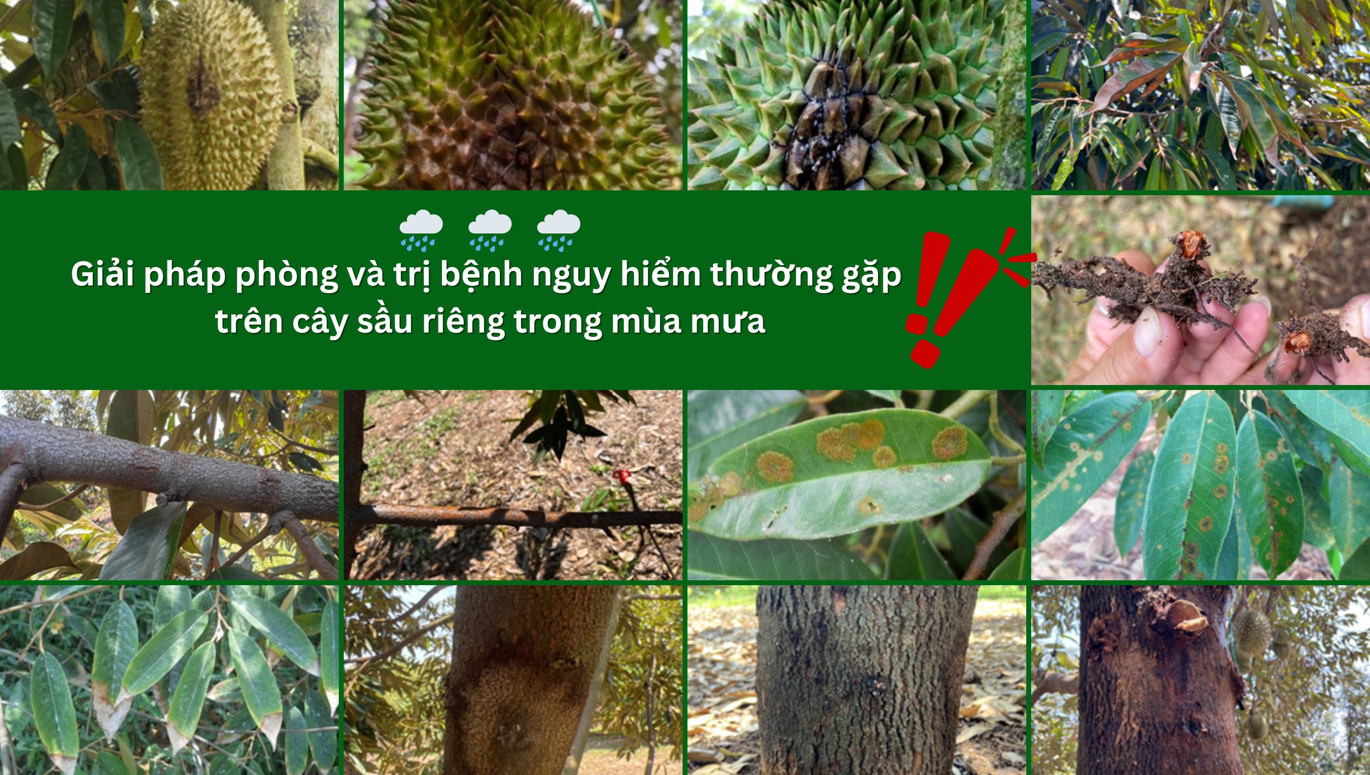 Giải pháp phòng và trị bệnh nguy hiểm thường gặp trên cây sầu riêng trong mùa mưa