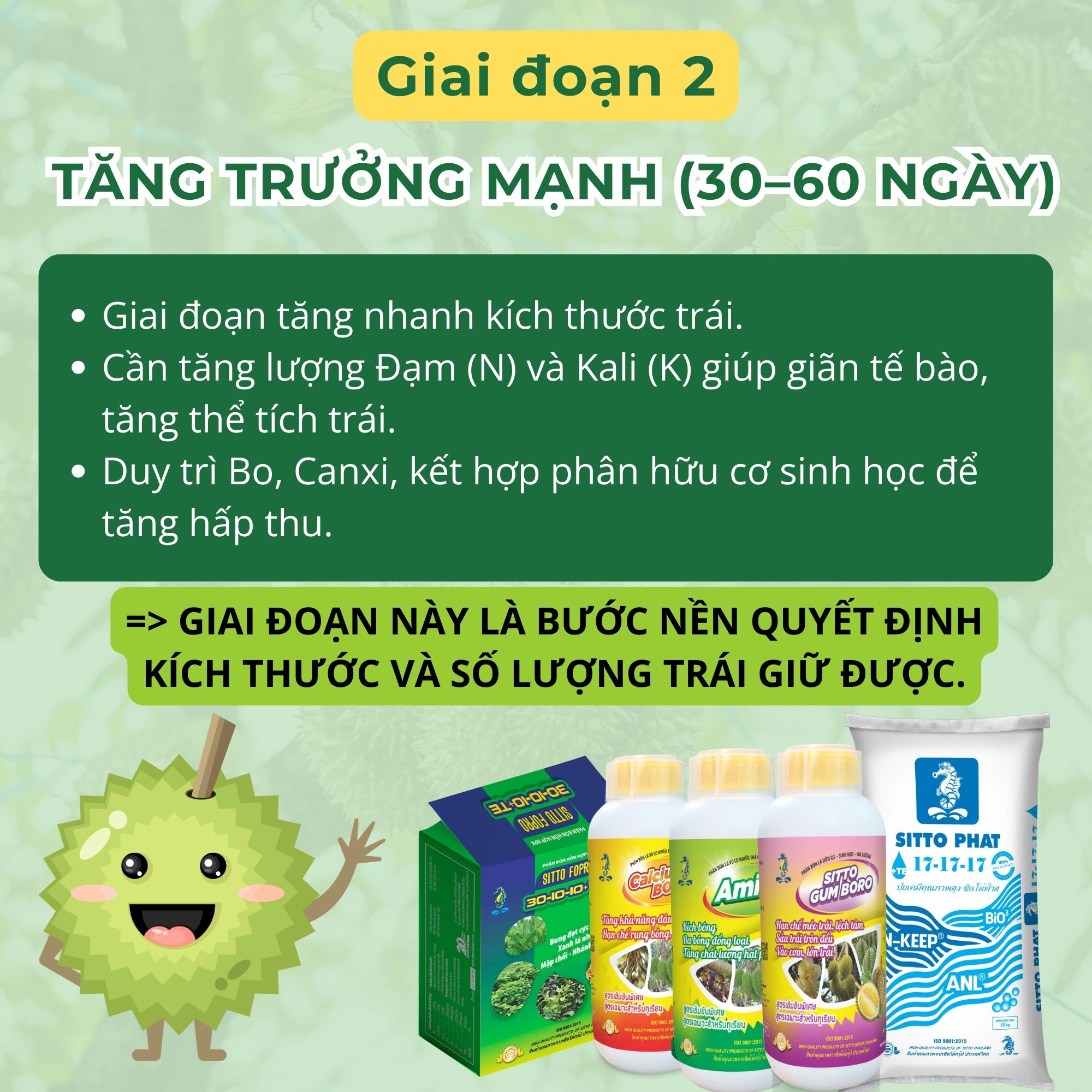 Giai đoạn 2: Tăng trưởng mạnh (30–60 ngày) - Giai đoạn tăng nhanh kích thước trái