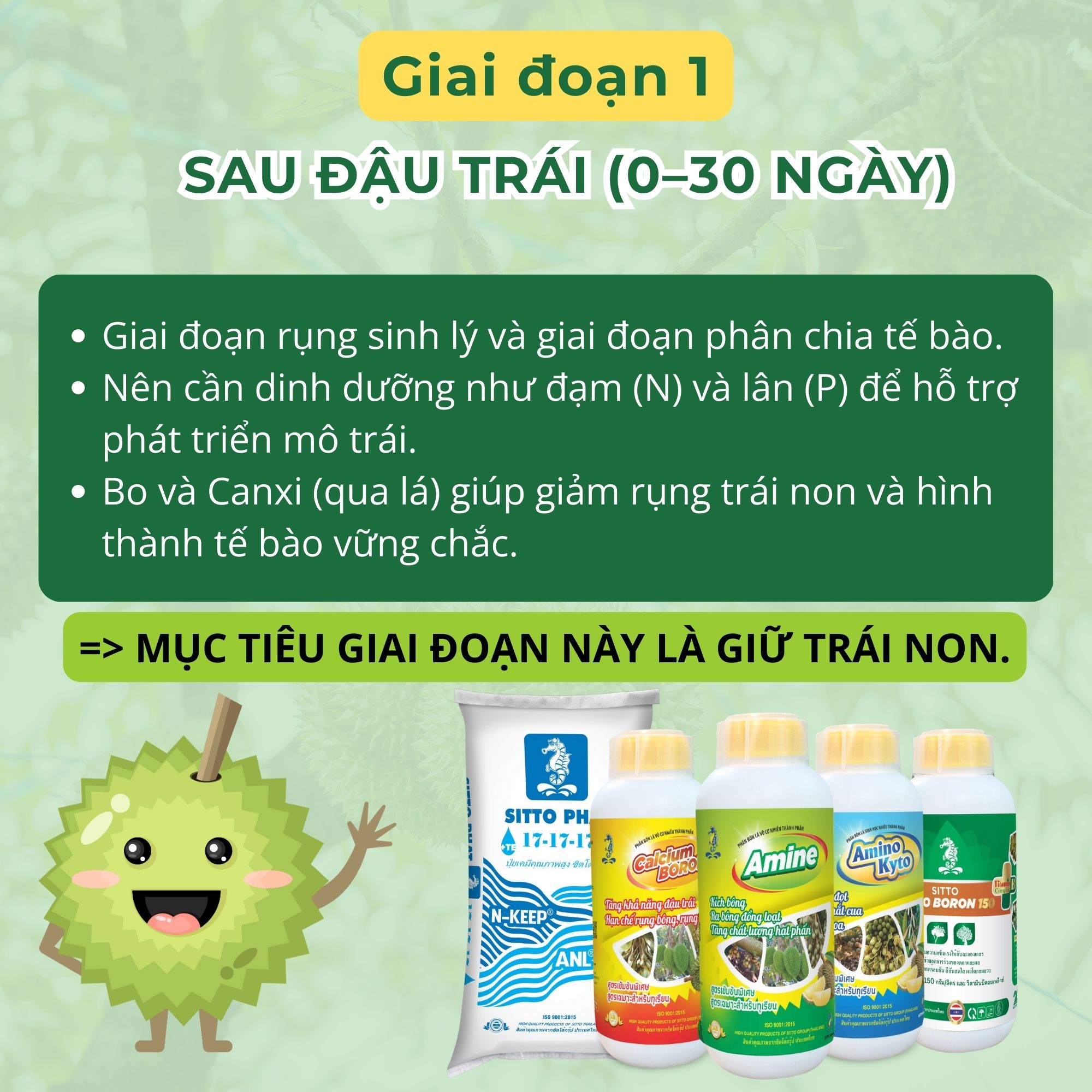 Giai đoạn 1: Sau đậu trái (0–30 ngày) - Giai đoạn rụng sinh lý và giai đoạn phân chia tế bào