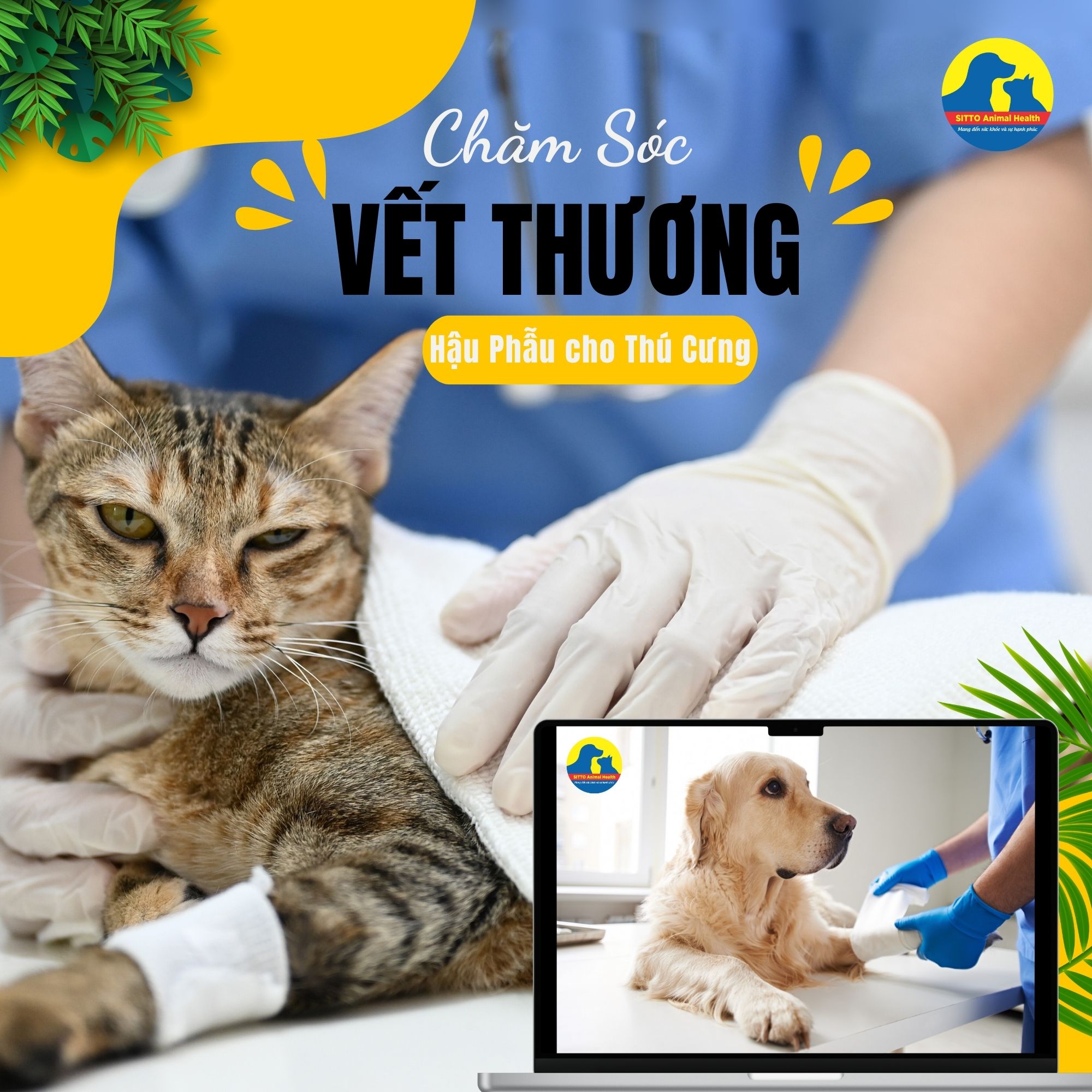 Tầm quan trọng của chăm sóc vết thương hậu phẫu cho thú cưng