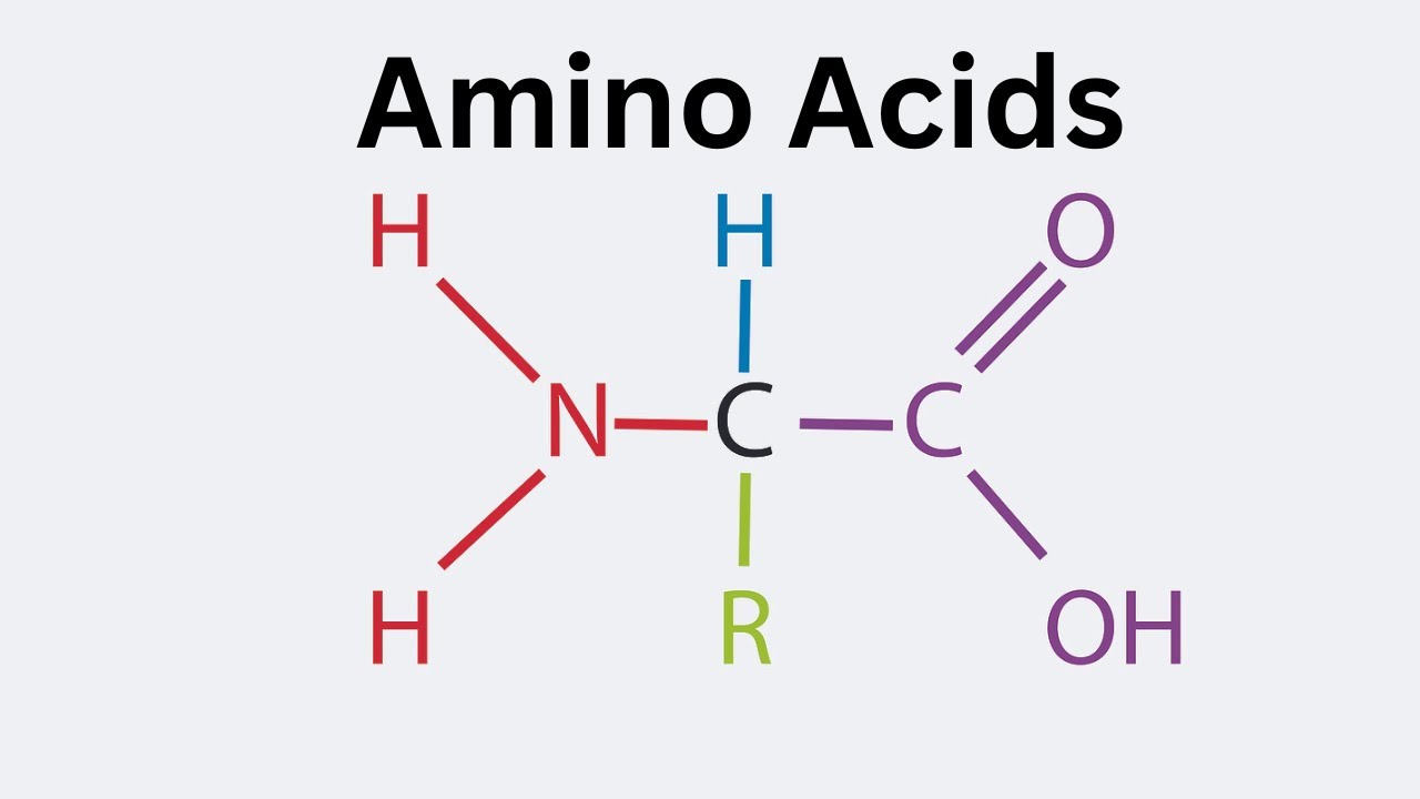 Thực vật tổng hợp Amino Acid từ Canxi Nitrat, Amoni Photphat, Urê, Amoni Nitrat và Vi khuẩn cố định Đạm