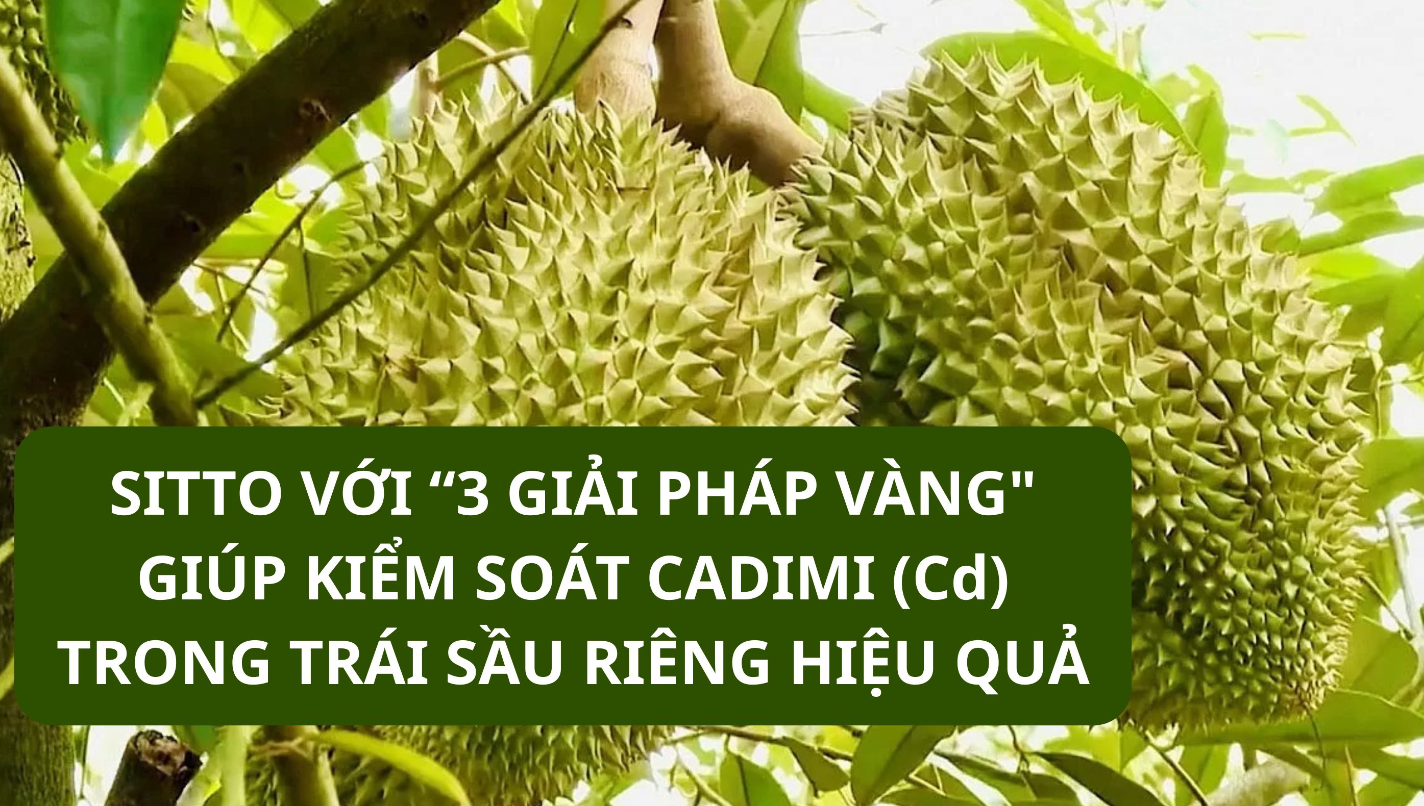 3 GIẢI PHÁP GIÚP KIỂM SOÁT CADIMI (Cd) TRONG TRÁI SẦU RIÊNG HIỆU QUẢ