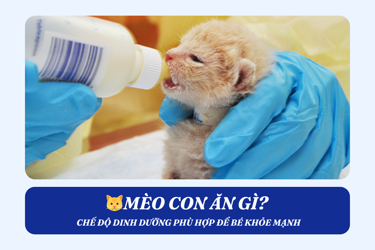 🐱Mèo con ăn gì? Chế độ dinh dưỡng phù hợp để bé khỏe mạnh