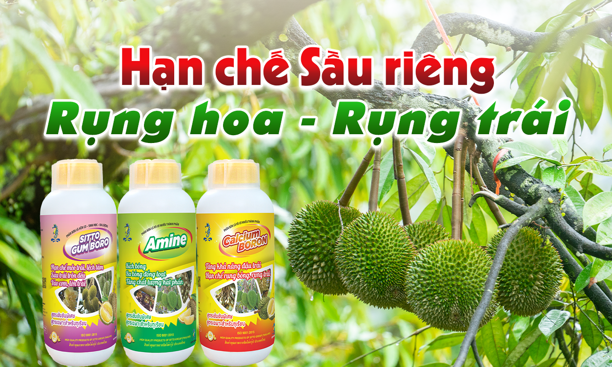 Biện Pháp Hạn Chế Rụng Hoa Rụng Trái Trên Sầu Riêng Hiệu Quả | SITTO eShop