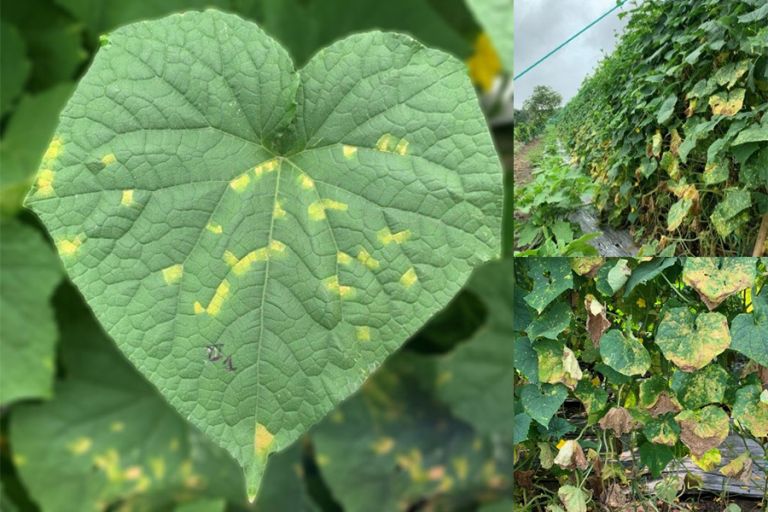 Bệnh sương mai - Nấm Pseudoperonospora cubensis