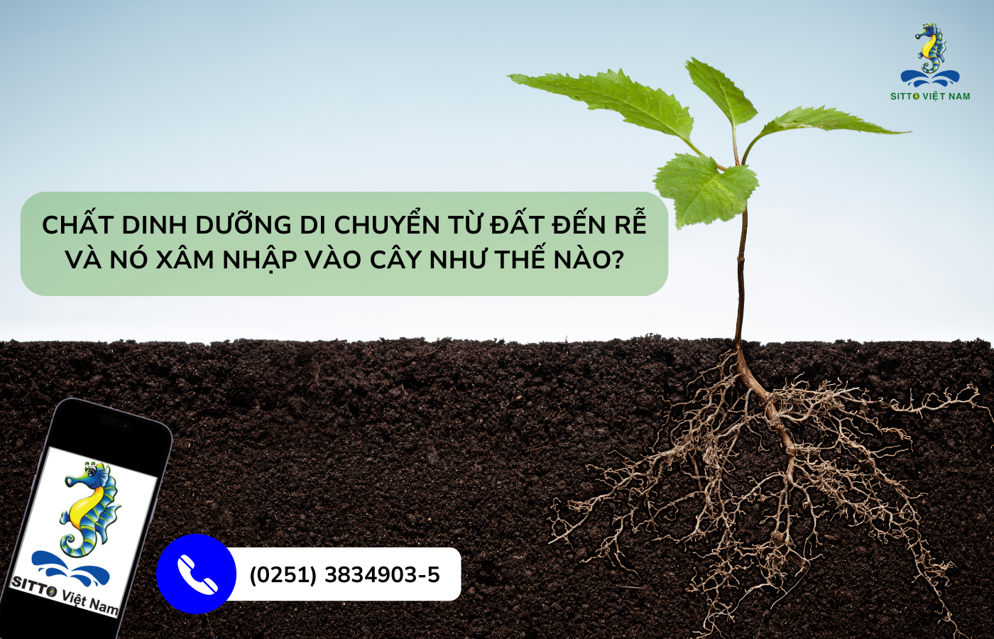 Cơ Chế Hấp Thu Dinh Dưỡng Qua Rễ Của Cây Trồng | SITTO eShop