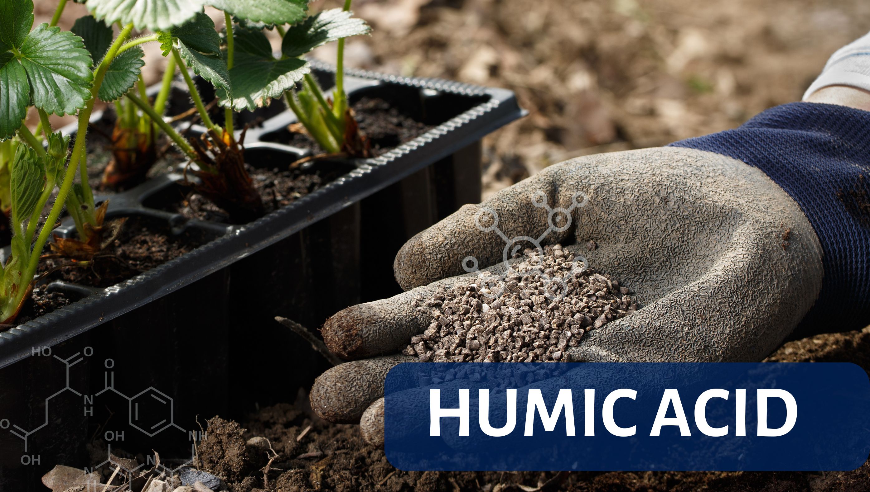 Humic Acid (Axit Humic) - Vai trò của Humic Acid đối với đất và cây trồng