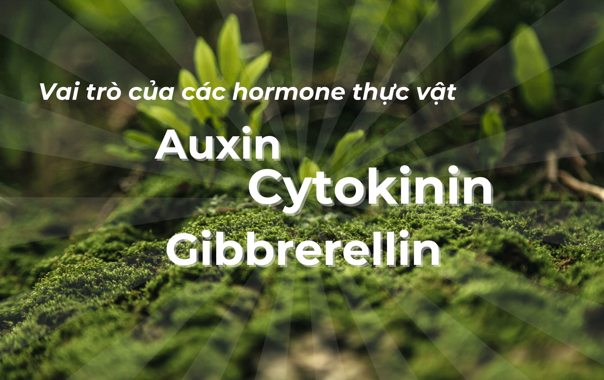 Tóm tắt vai trò của các hormone thực vật: Auxin, cytokinin và gibbrerellin