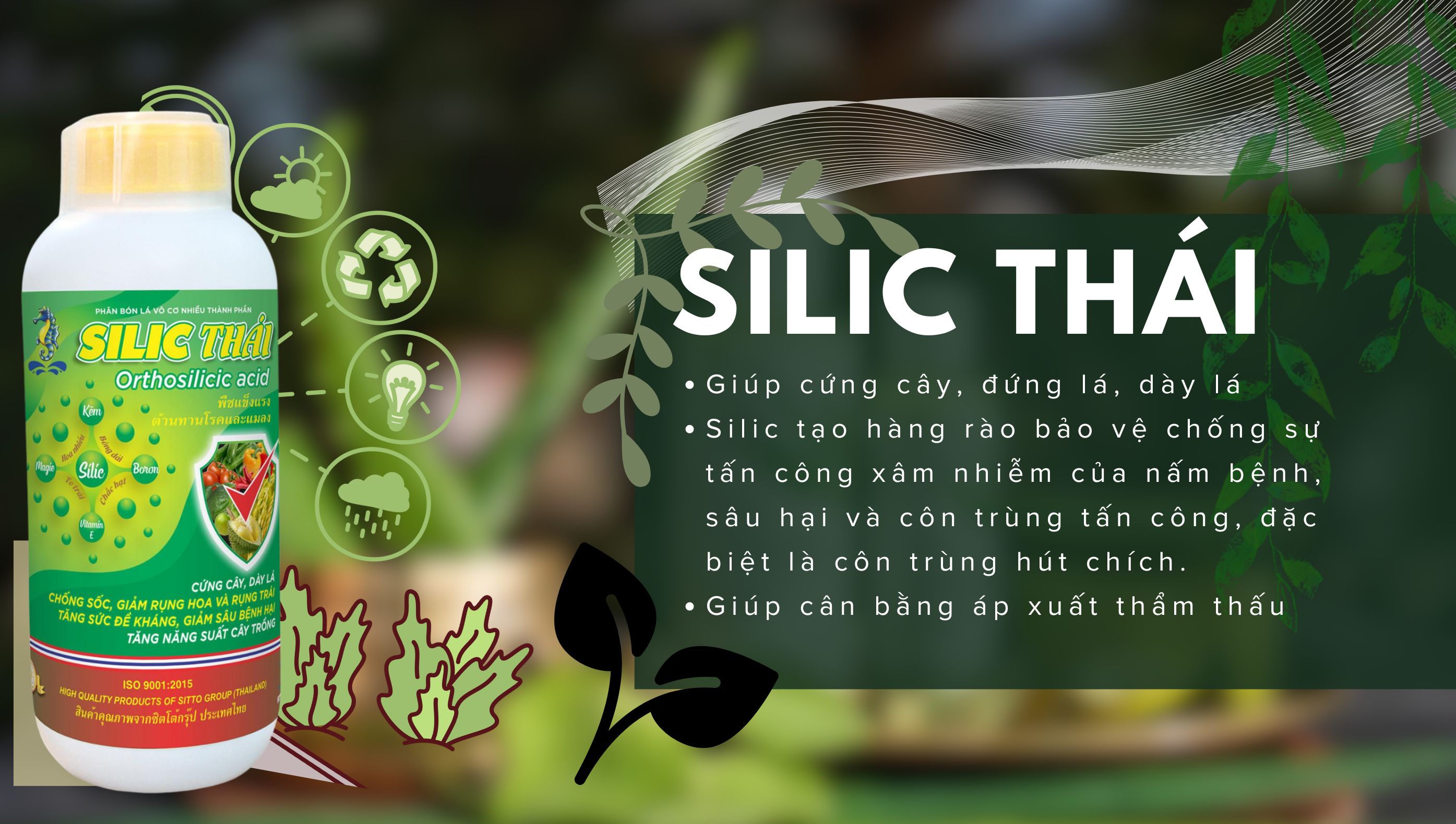 Sử dụng Silic Thái Lan từ Sitto