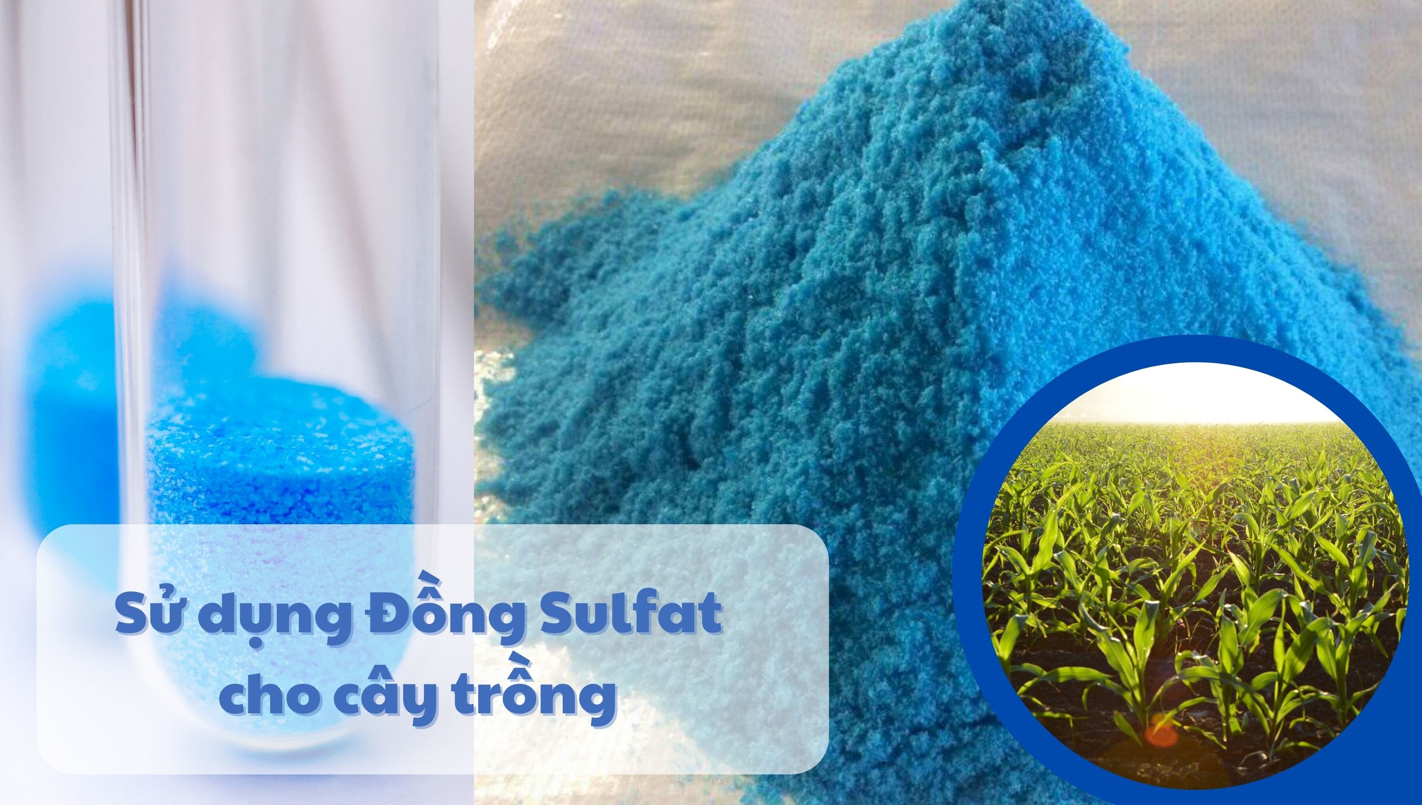 Sử dụng Đồng Sulfat cho cây trồng: Công dụng và liều lượng