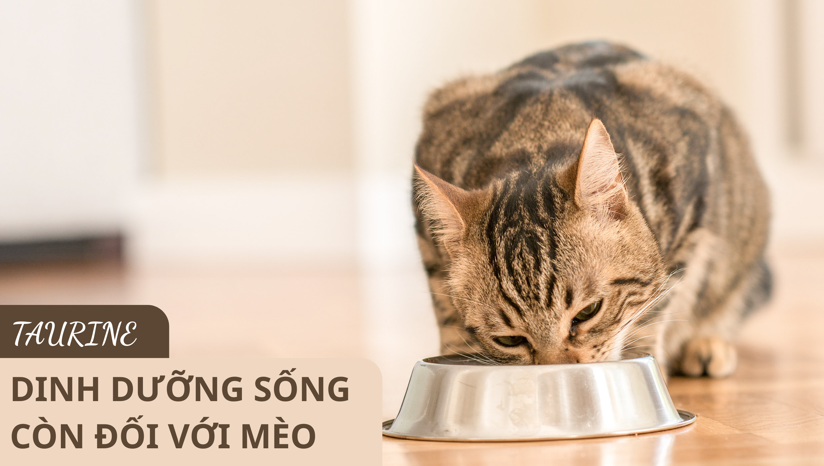 TAURINE: DINH DƯỠNG SỐNG CÒN MÀ MÈO KHÔNG THỂ THIẾU