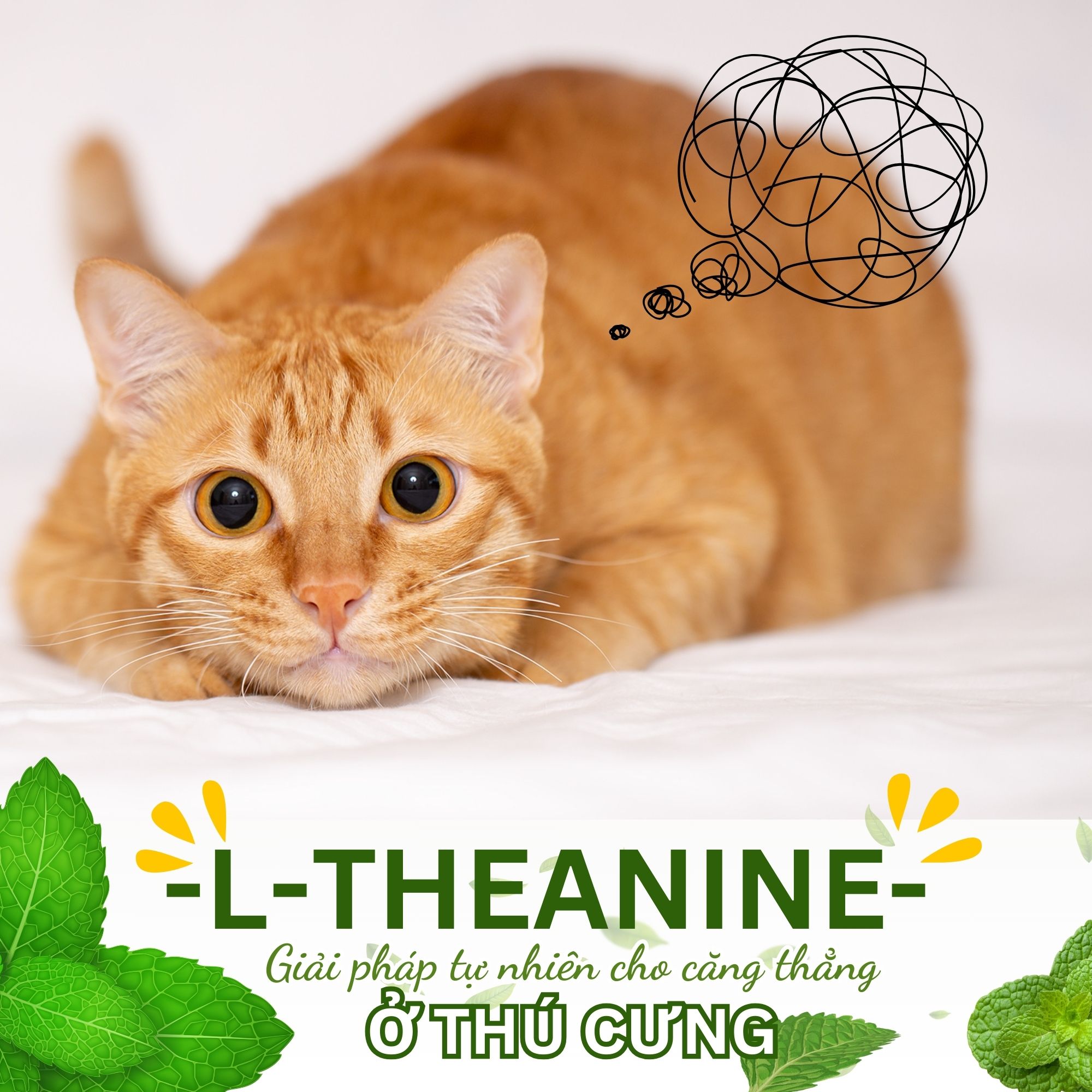 L-Theanine - Giải pháp tự nhiên cho căng thẳng ở thú cưng