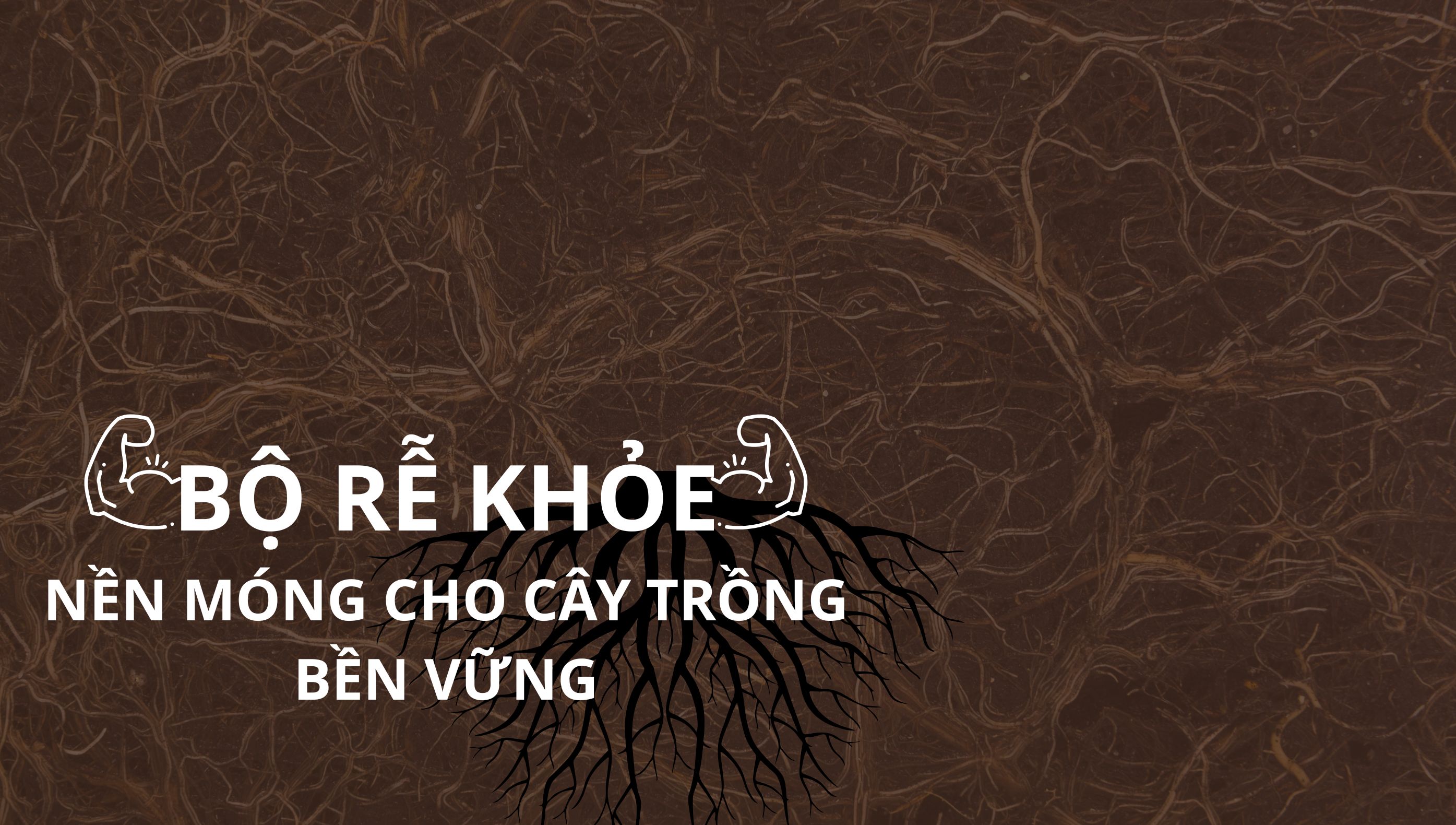 Vai trò quan trọng của bộ rễ - Bộ rễ khỏe tạo nền móng cho cây trồng vững chắc