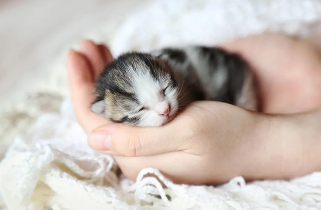Cách chăm mèo con mới đẻ