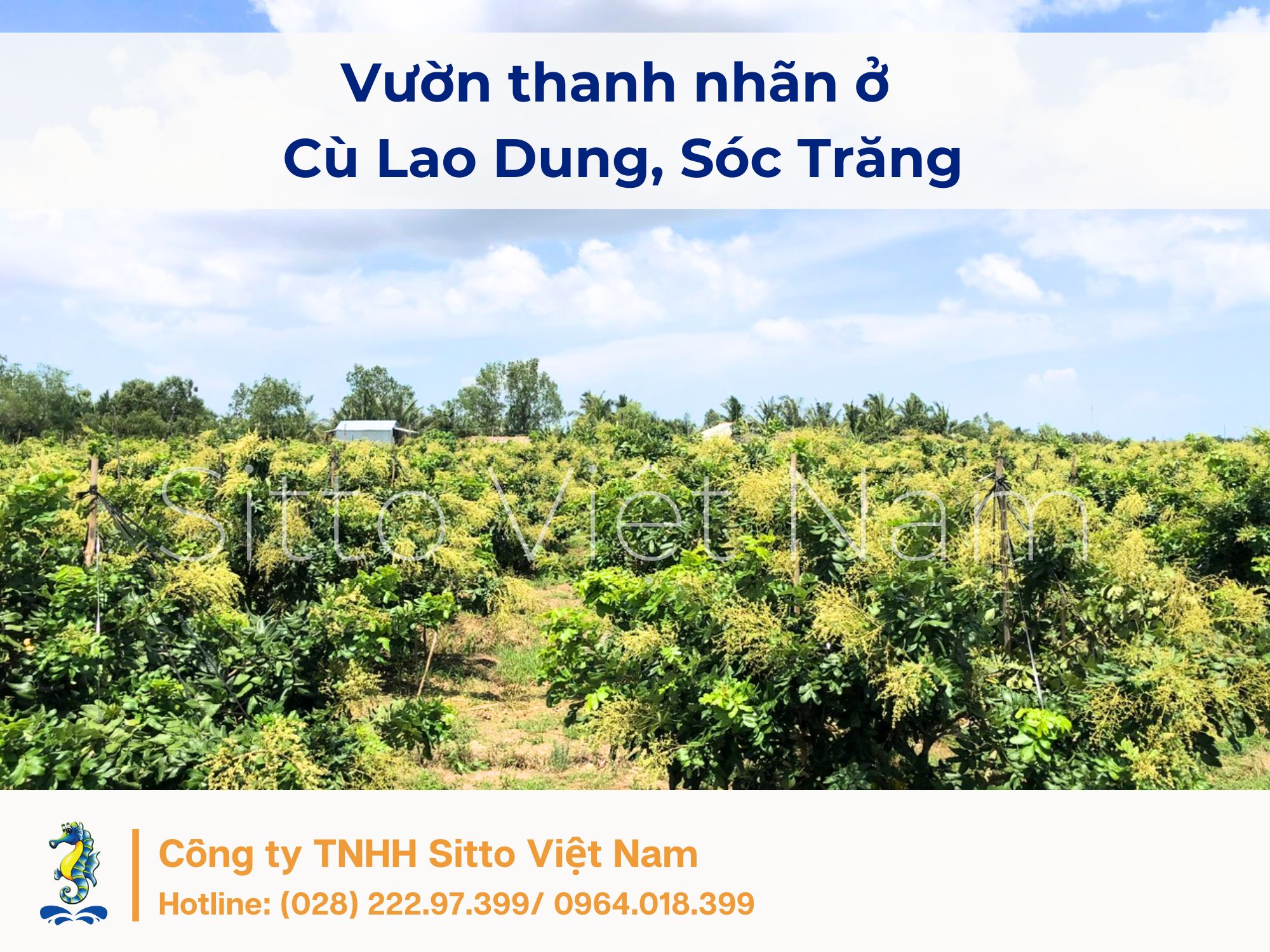 Giai đoạn tạo mầm