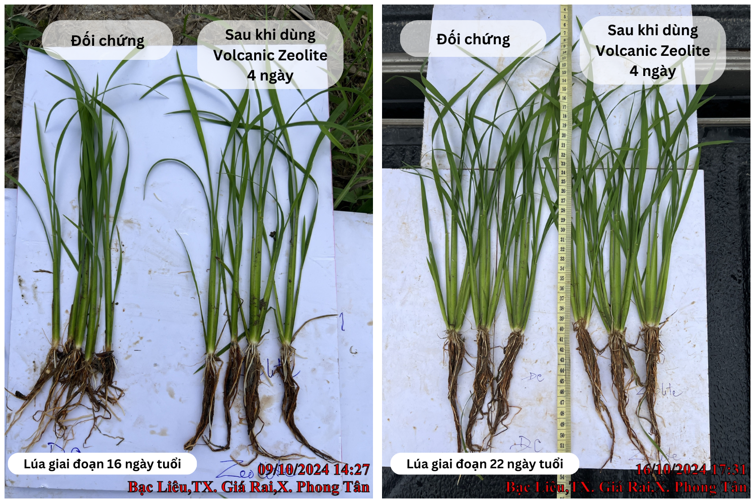 Hình 3. Cây lúa sử dụng sản phẩm Volcanic Zeolite. Cây phát triển đồng đều về màu sắc lá lúa, chiều cao. Bộ rễ và nở nhánh rất tốt)