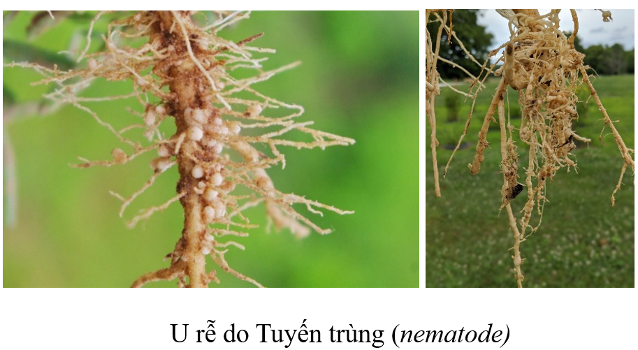 U rễ do Tuyến trùng (nematode)