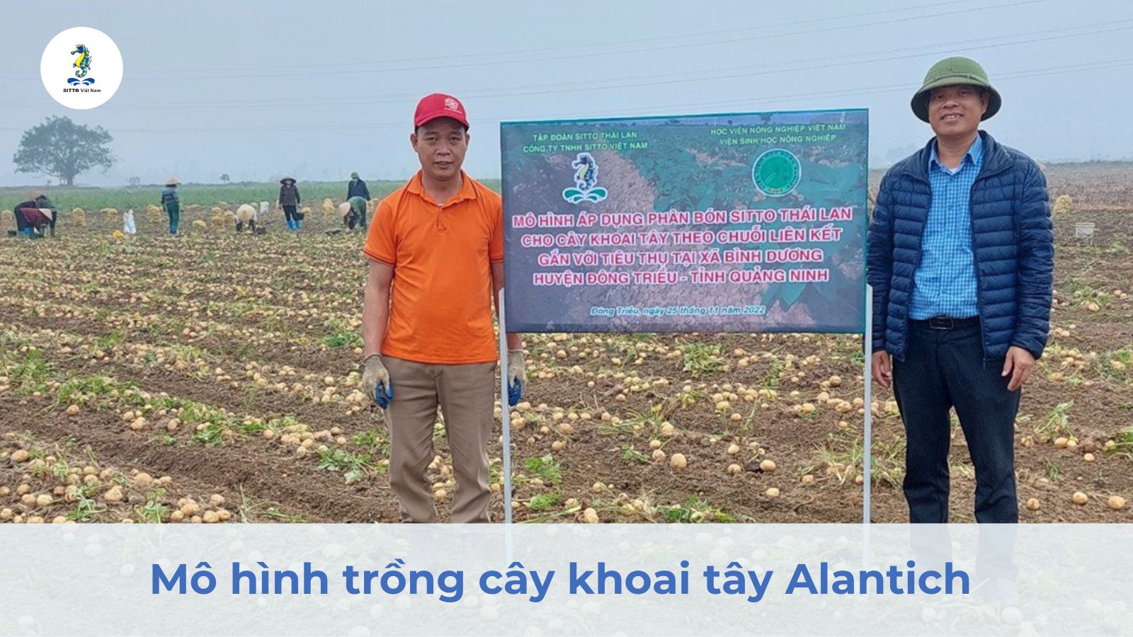 Mô hình trồng cây khoai tây Alantich sử dụng phân bón Sitto Việt Nam vụ đông