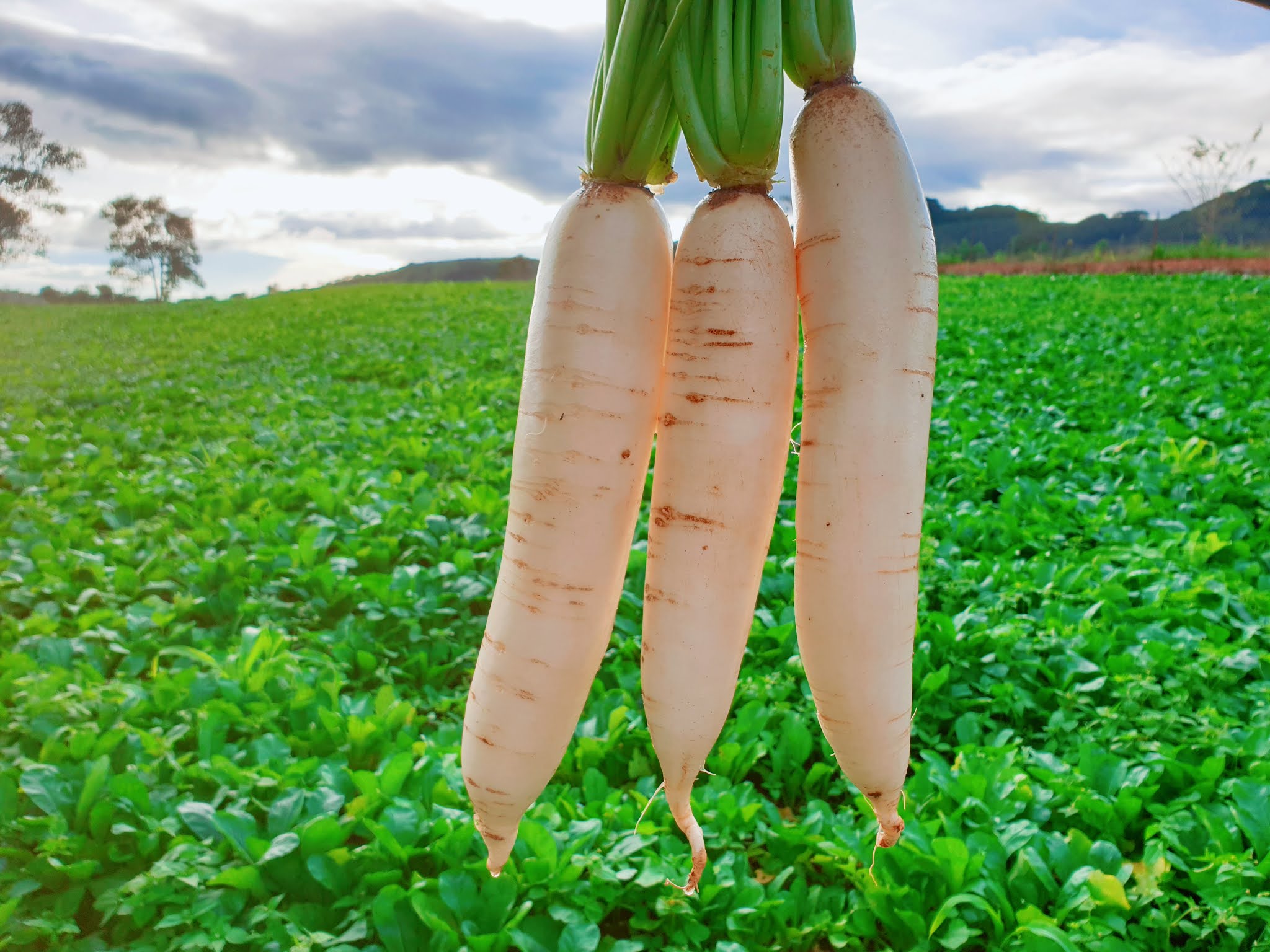 Vai trò và thành phần dinh dưỡng của củ cải