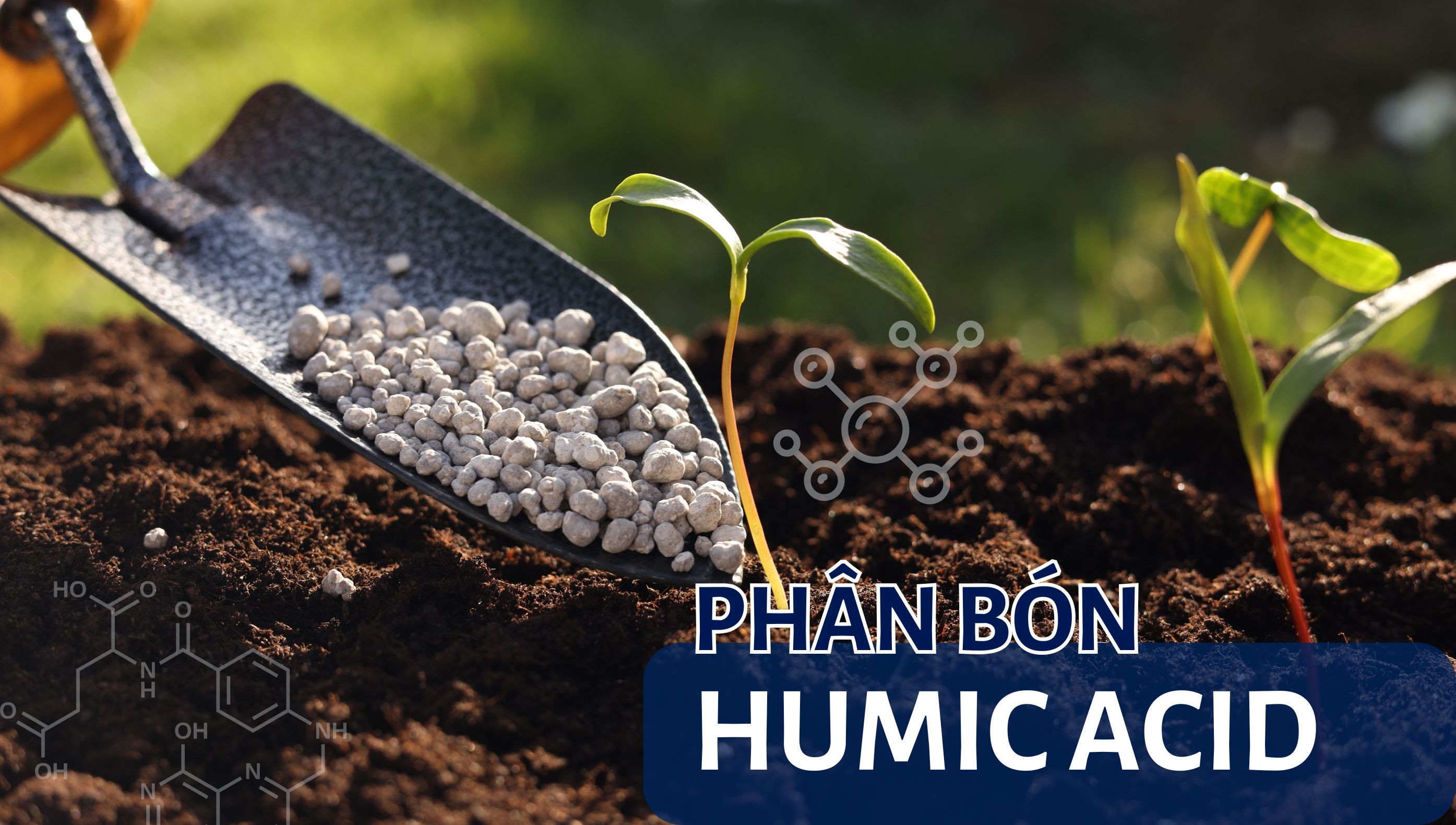 Phân Bón Humic là gì? Vai trò của Humic Acid đối với đất và cây trồng