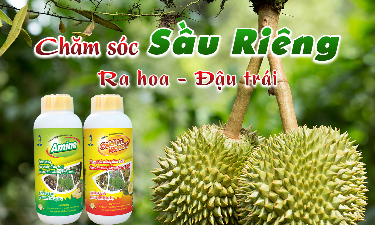 Kỹ Thuật Chăm Sóc Cây Sầu Riêng Giai Đoạn Ra Hoa Đậu Trái | SITTO eShop