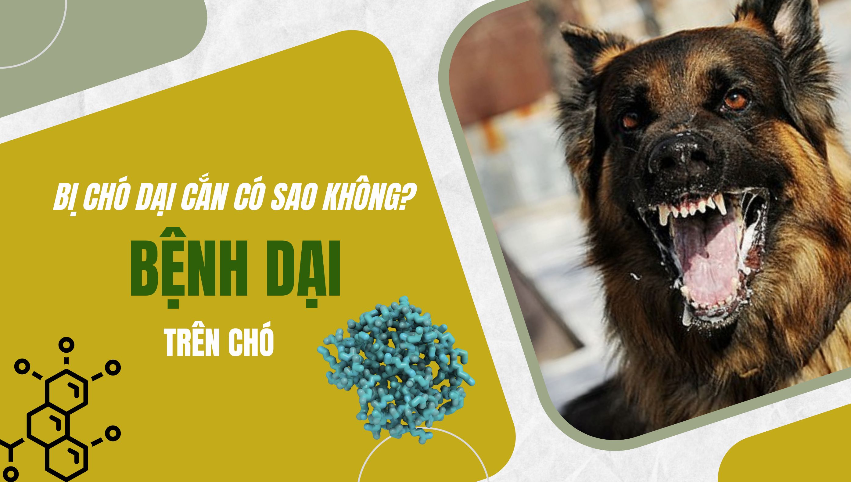 Bệnh Dại ở chó (Rabies): Nguyên nhân, triệu chứng, phòng tránh và cách điều trị