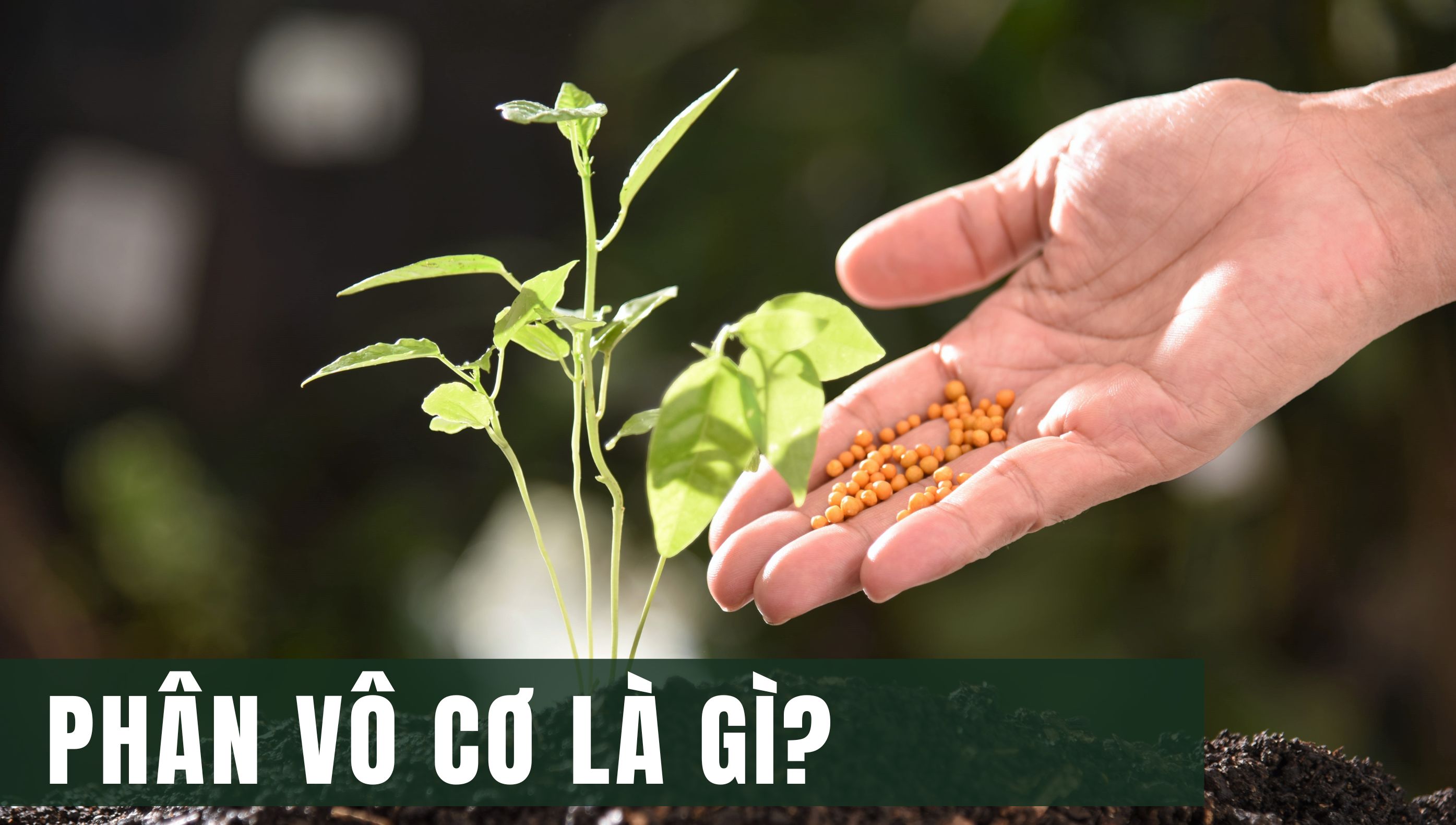 Phân vô cơ là gì? Định nghĩa, phân loại và tác dụng với cây trồng