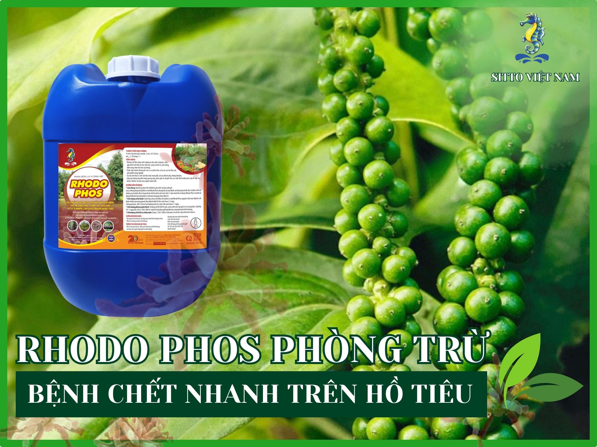 Rhodo phos phòng trừ bệnh chết nhanh trên hồ tiêu