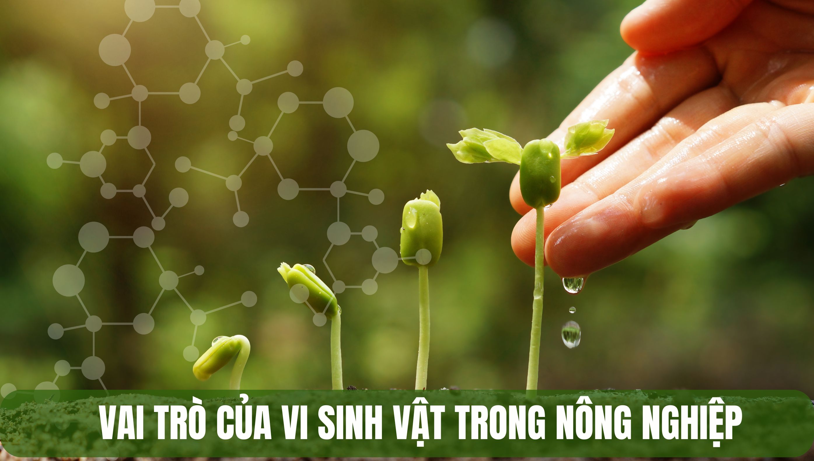 Vai trò của vi sinh vật trong nông nghiệp