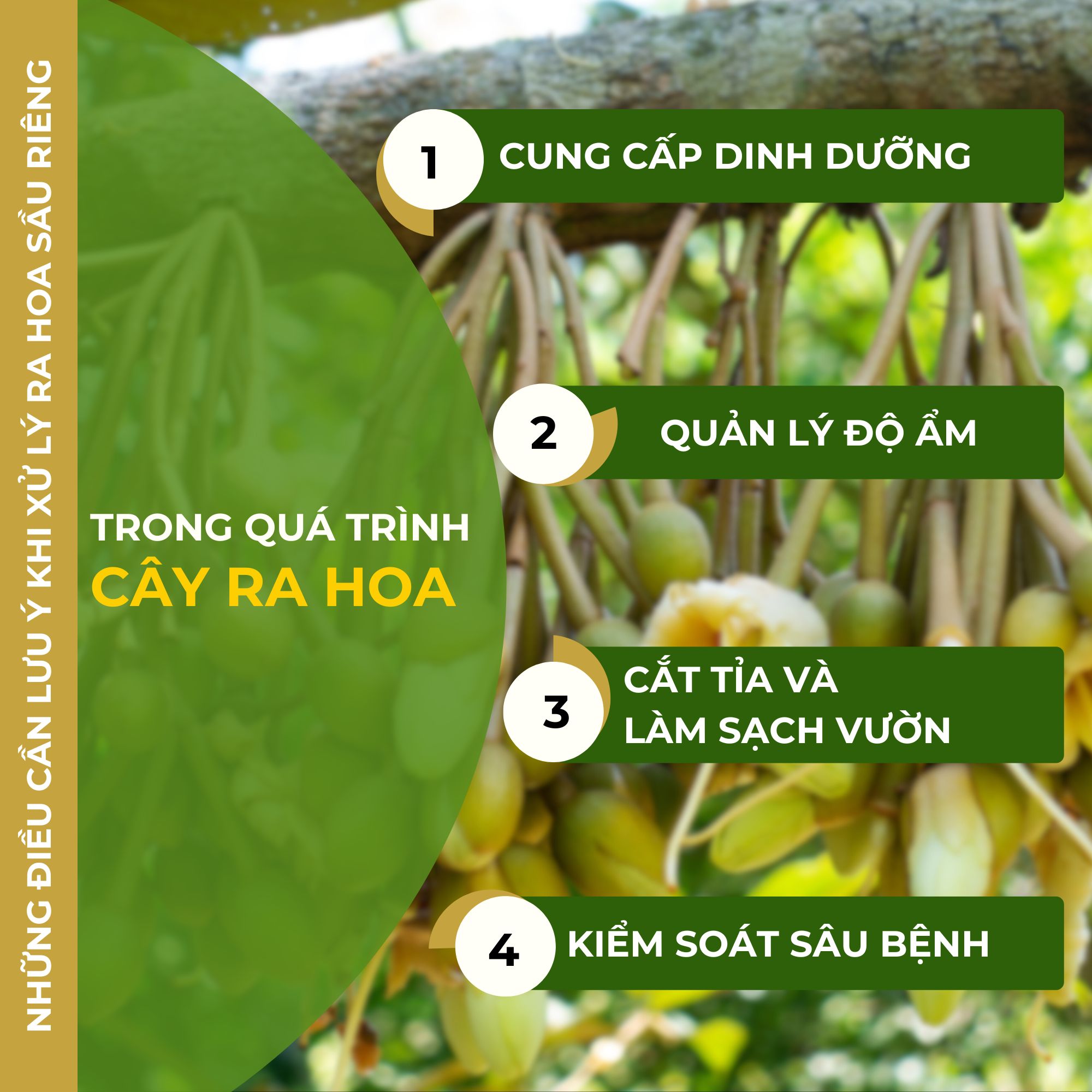 Trong quá trình cây ra hoa