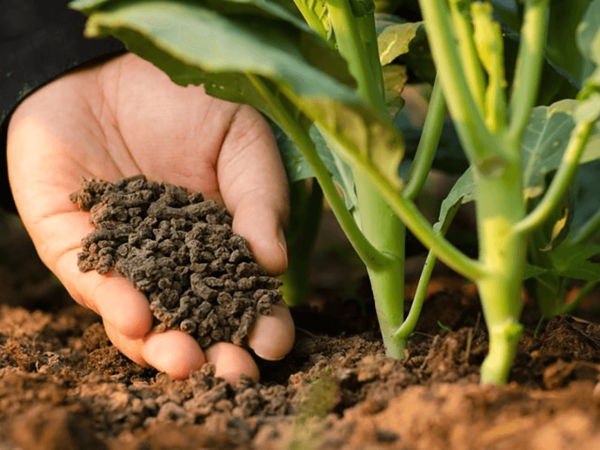 Phân chuồng giúp bổ sung chất hữu cơ cho đất