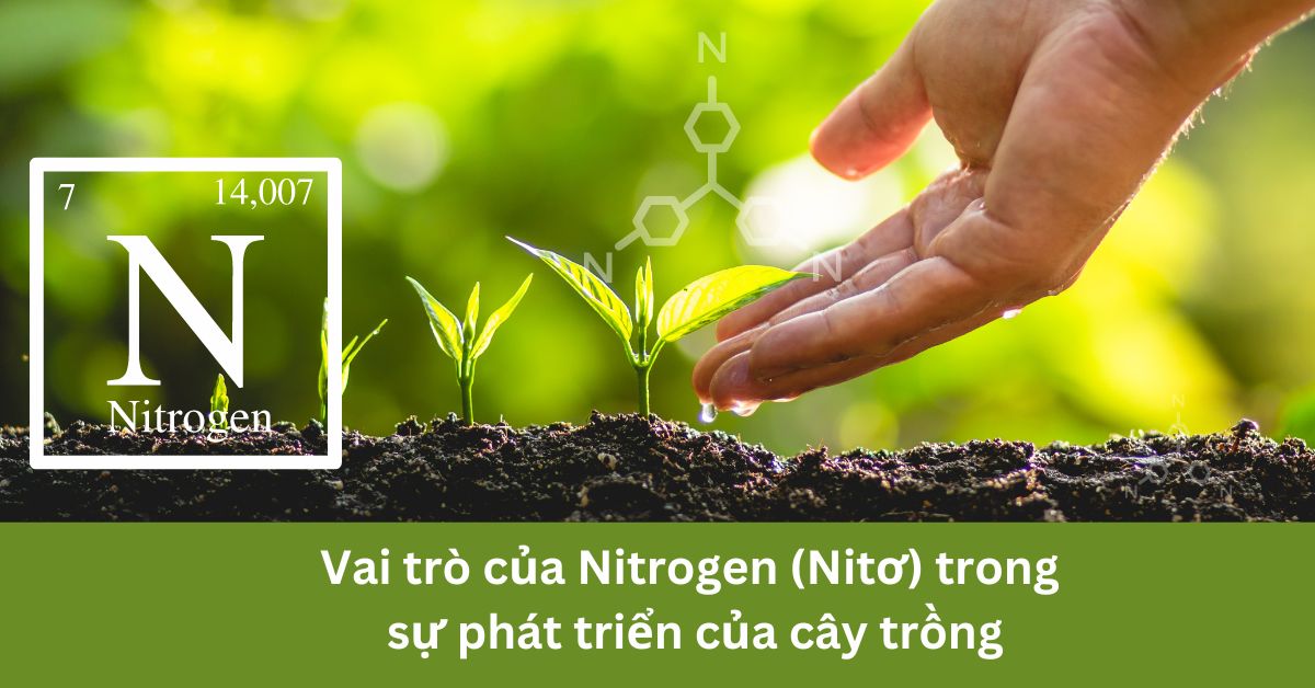 Nitơ - Vai trò của Nitrogen (Nitơ) trong sự phát triển của cây trồng