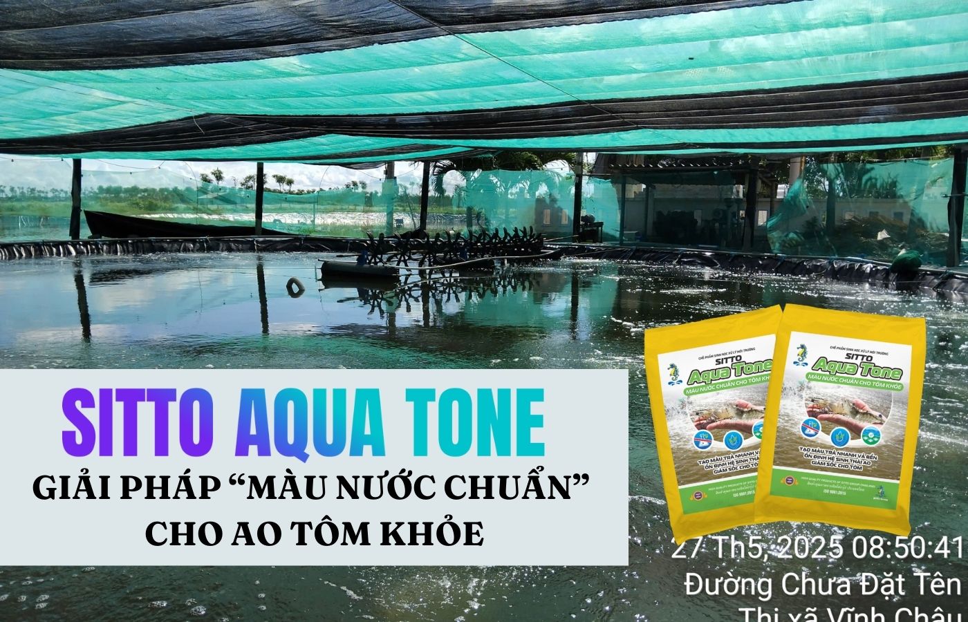 Màu nước chuẩn có vai trò gì trong ao nuôi tôm? SITTO AQUA TONE - Giải pháp cho nước đạt chuẩn