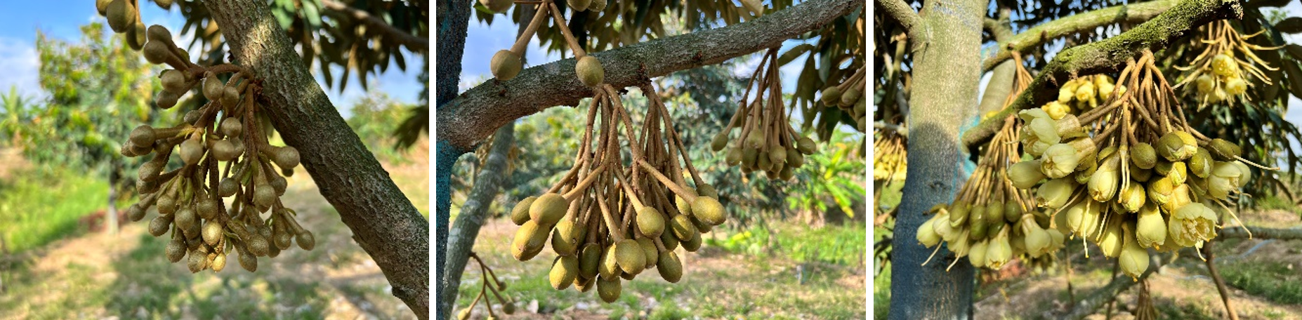 Áp dụng kỹ thuật “Kéo đọt” hay “Chặn đi đọt” trong thời gian ra hoa