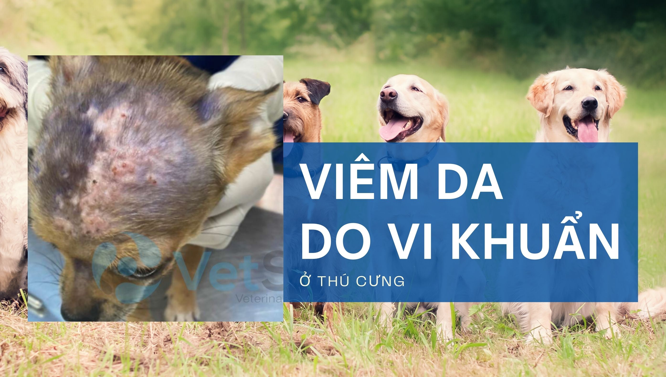 Viêm da do vi khuẩn trên thú cưng: Nguyên nhân, dấu hiệu và cách điều trị bệnh