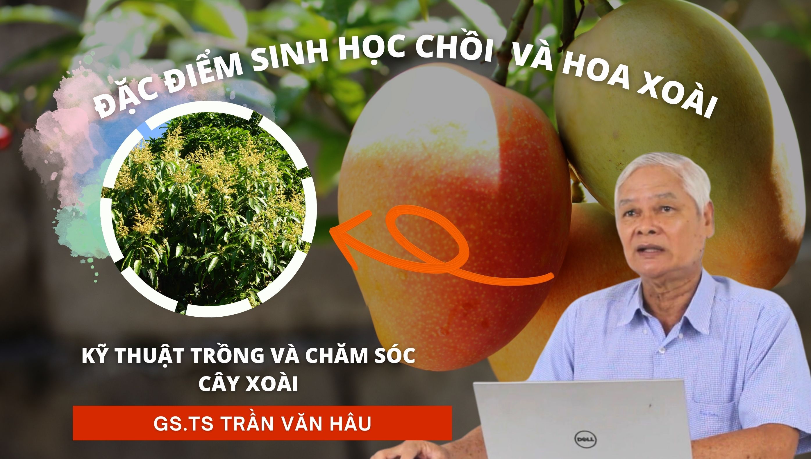 Đặc điểm sinh học chồi và hoa Xoài | Kỹ thuật trồng và chăm sóc Xoài