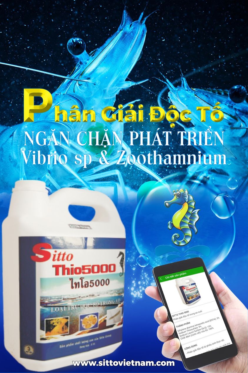Thuốc thủy sản - Hóa chất xử lý nước - Sitto Thio 5000 (Can 5l) - Phân giải độc tố trong ao nuôi