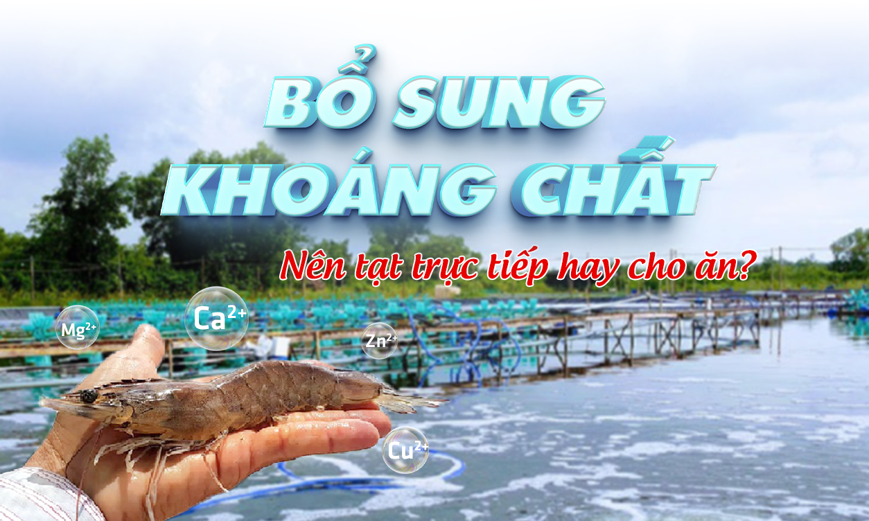 Cách Bổ Sung Khoáng Chất Cho Tôm Nuôi Phát Triển Khỏe Mạnh | SITTO eShop