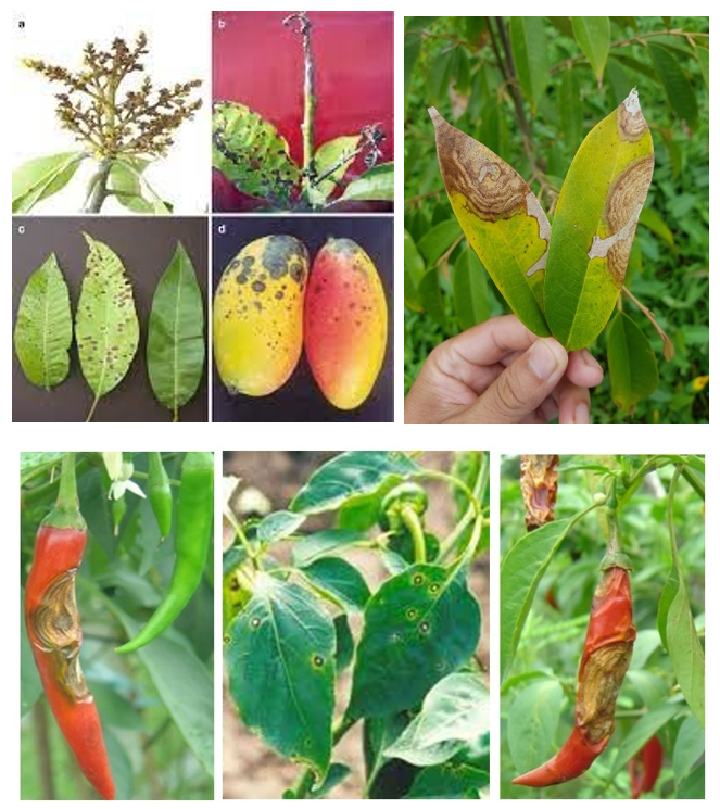 Bệnh thán thư Nấm Colletotrichum spp.