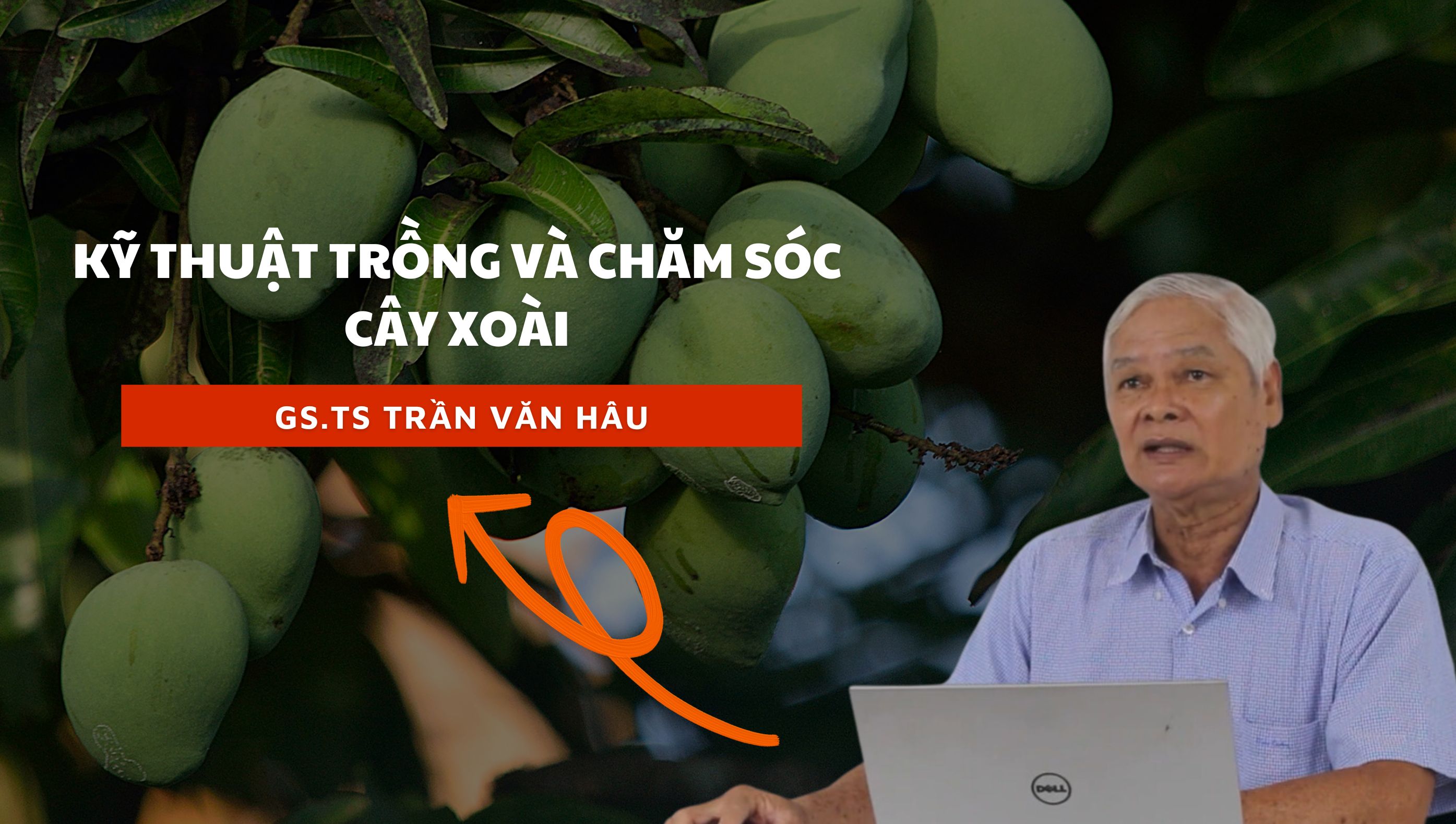 Học Viện Kiến Thức (Sitto Academy) - Kỹ thuật trồng và chăm sóc cây xoài