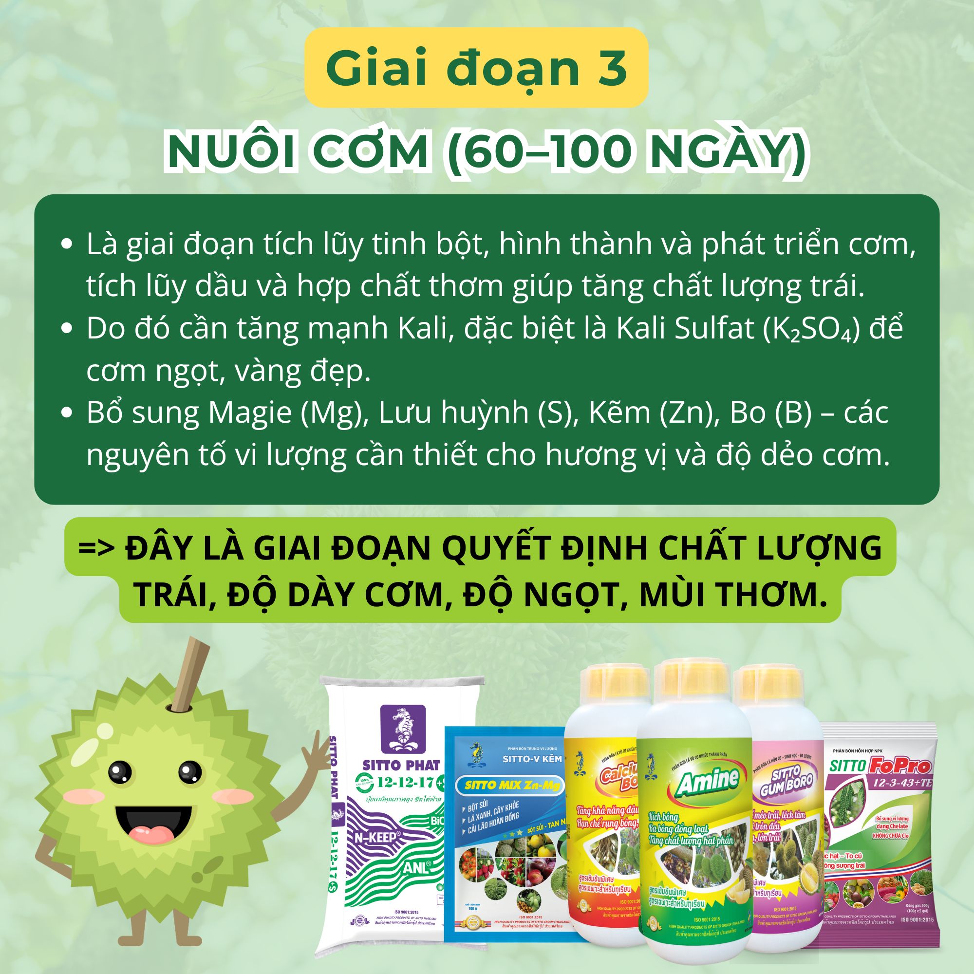Giai đoạn 3: Nuôi cơm (60–100 ngày) - Là giai đoạn tích lũy tinh bột, hình thành và phát triển cơm, tích lũy dầu và hợp chất thơm giúp tăng chất lượng trái