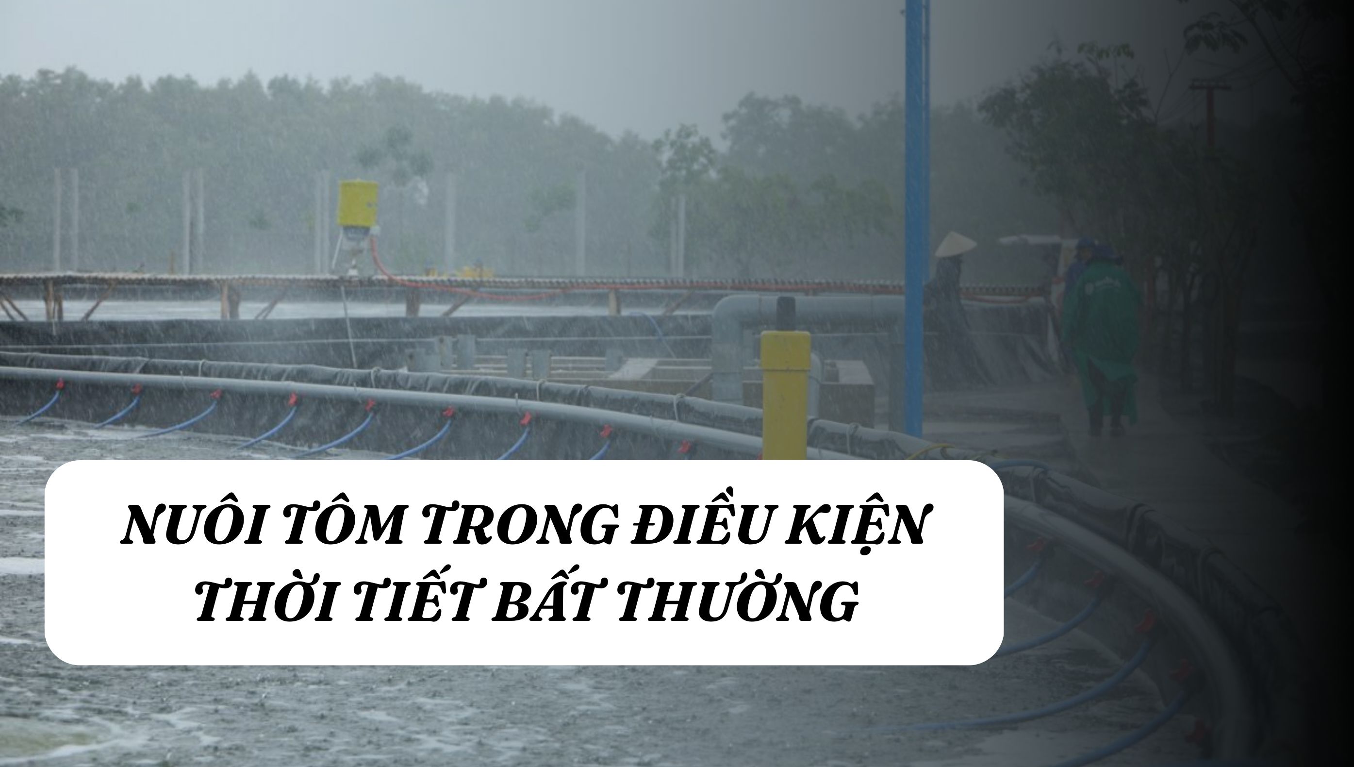 NUÔI TÔM TRONG ĐIỀU KIỆN THỜI TIẾT BẤT THƯỜNG