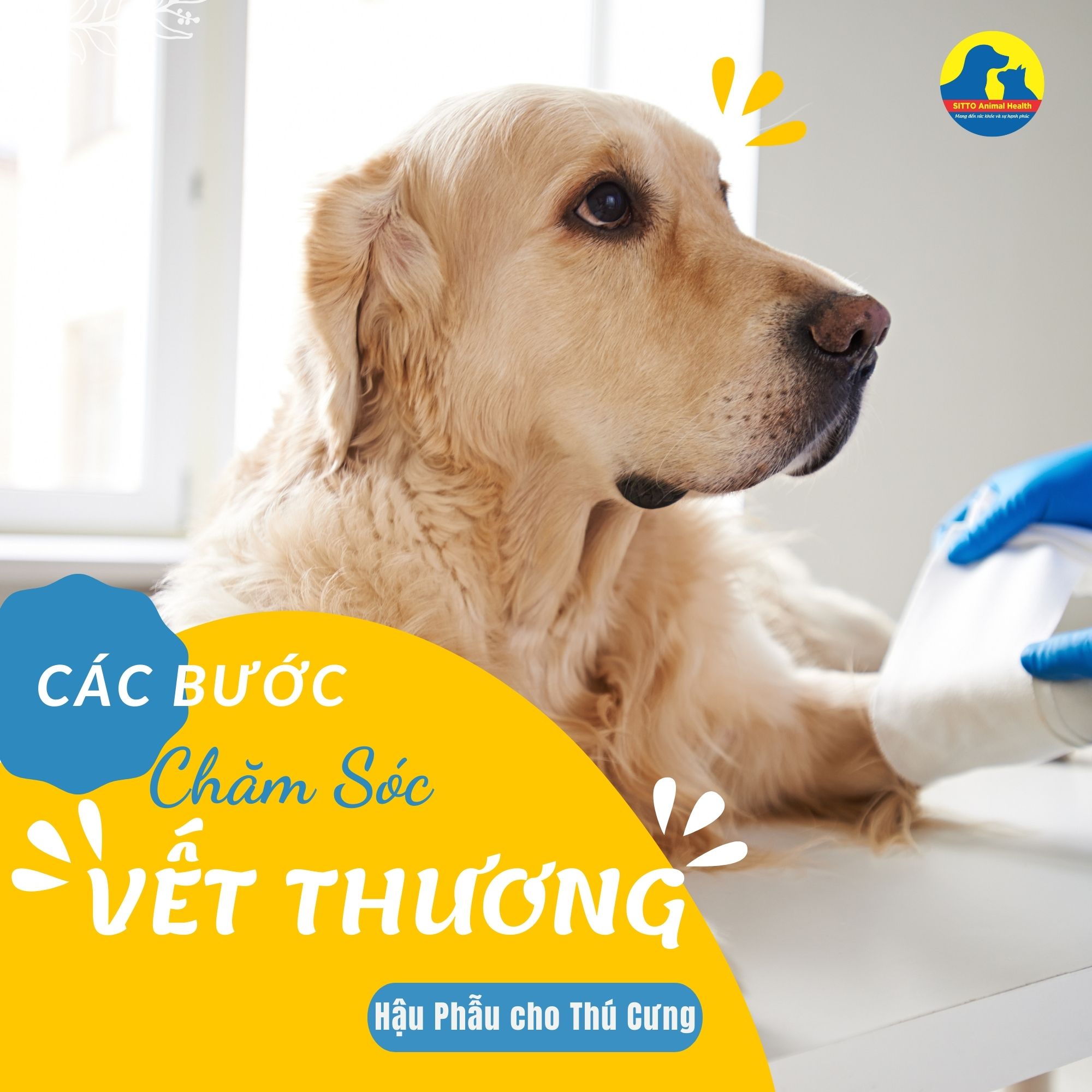 Các bước chăm sóc vết thương hậu phẫu cho chó mèo