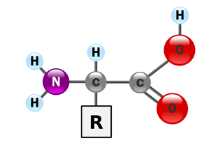 Cấu trúc phân tử Amino Acid